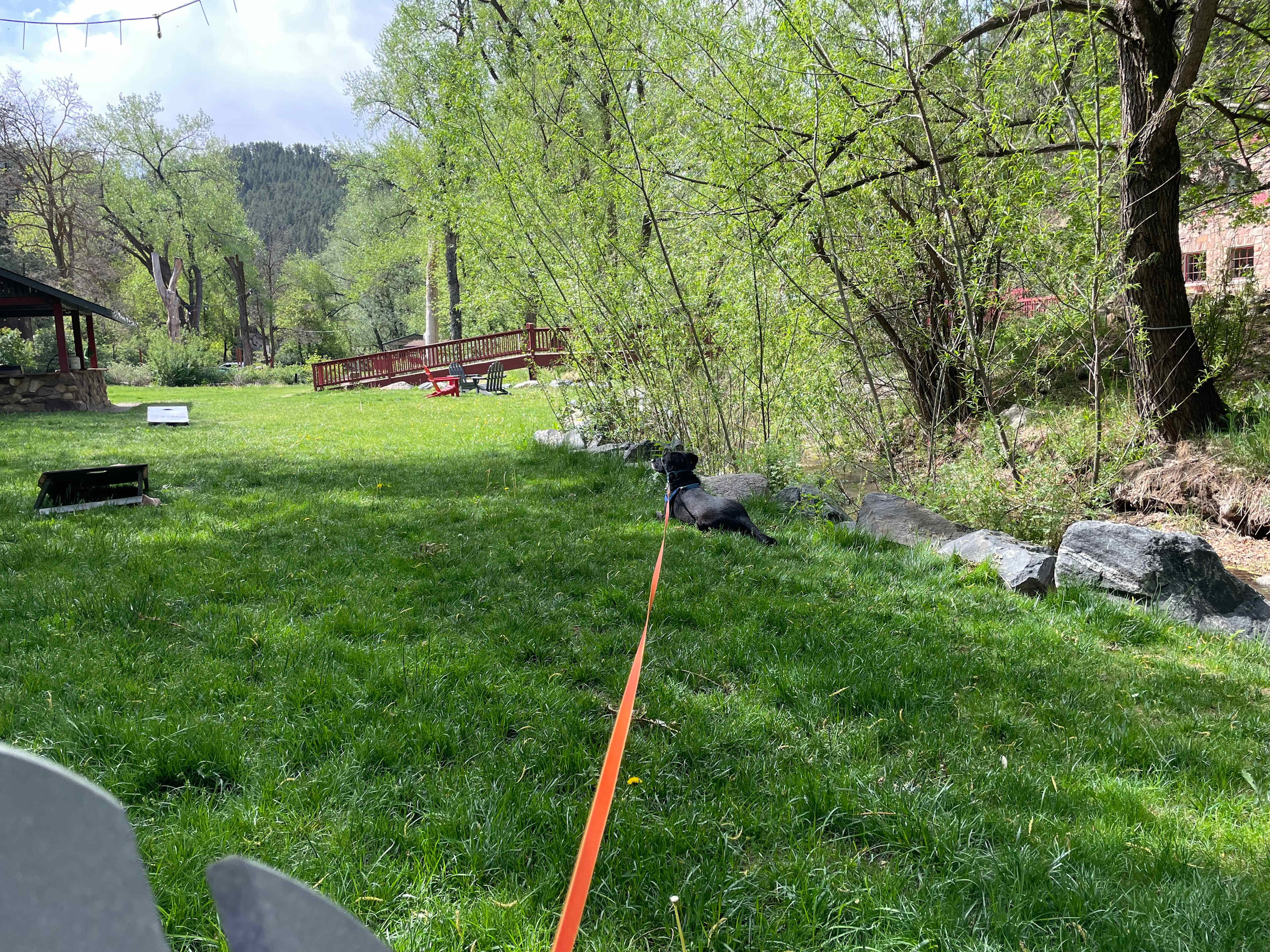 Nice grassy area along creek was dog heaven