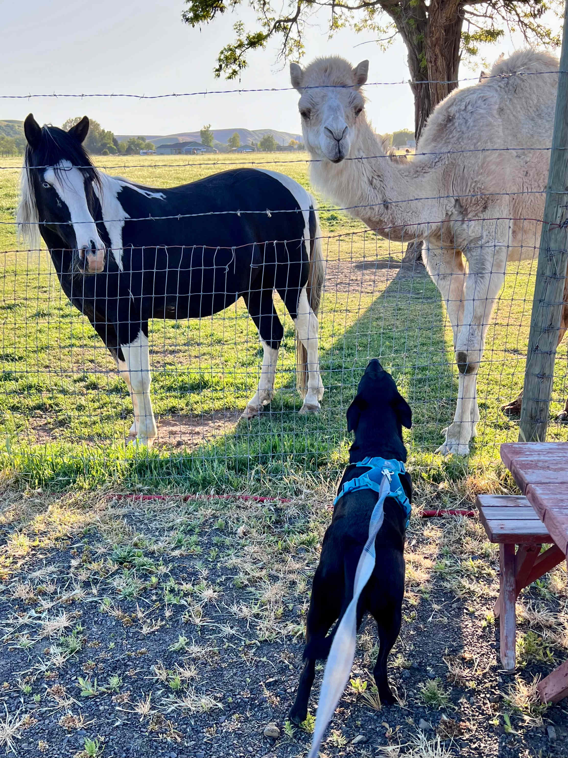 Camelot & Friends