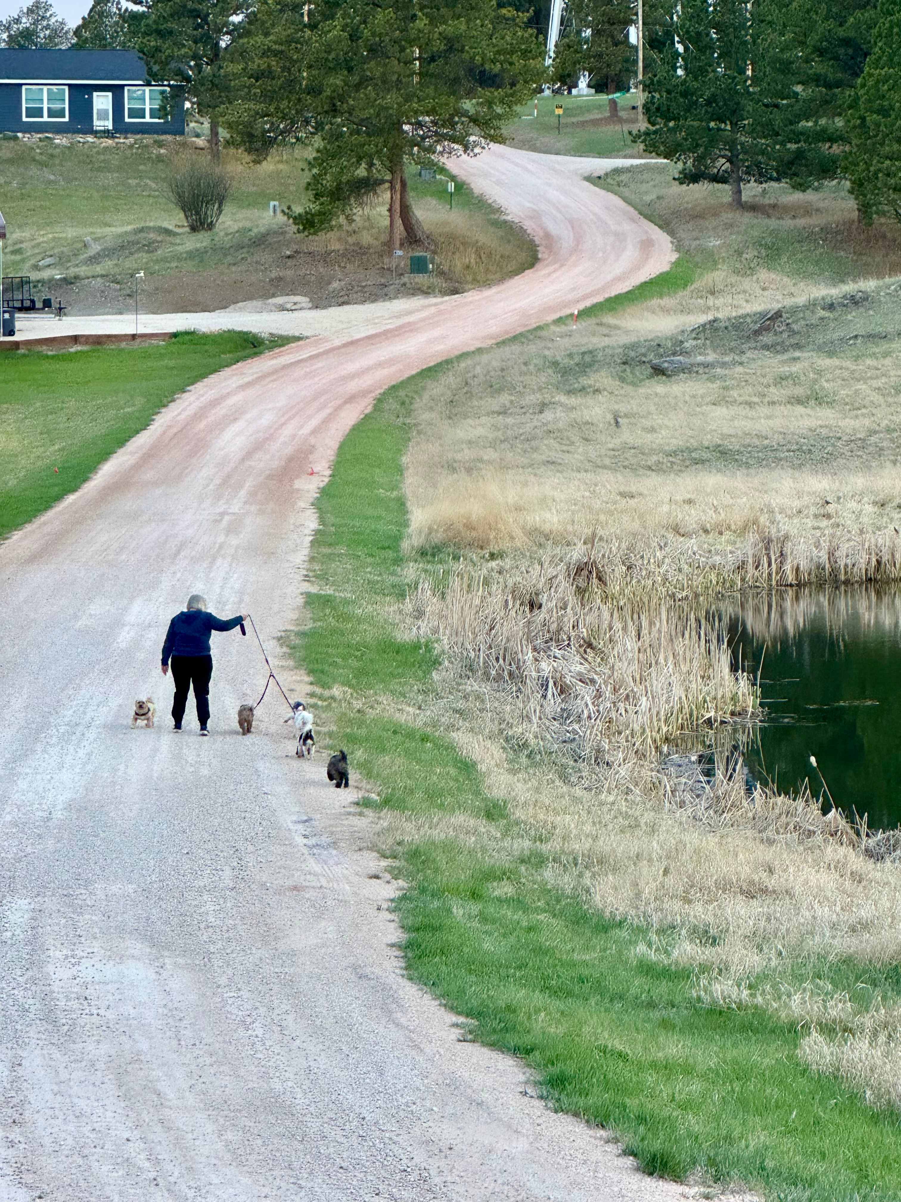Walking the dogs