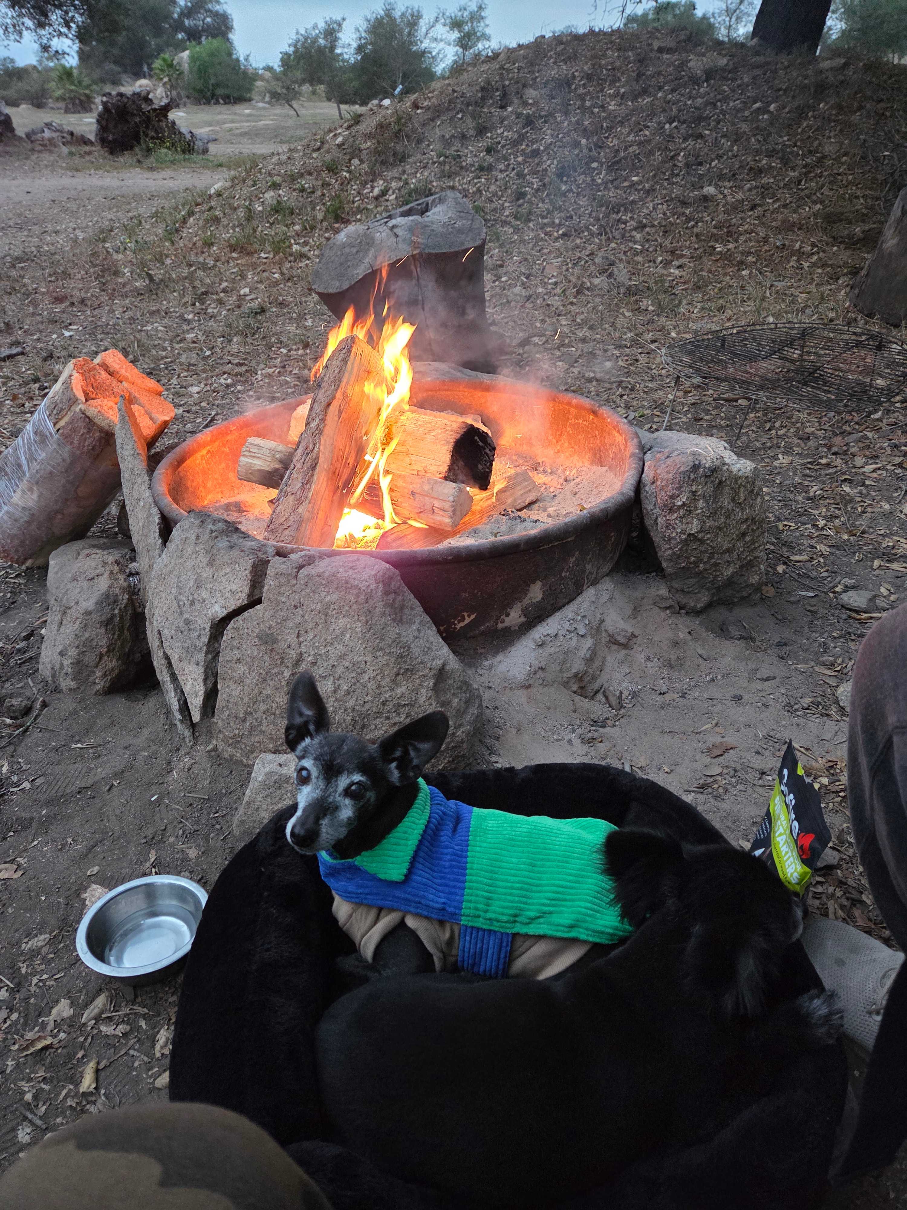 My two pooches enjoying the campfire with my fiance and me at the oak grove communal area 😊
