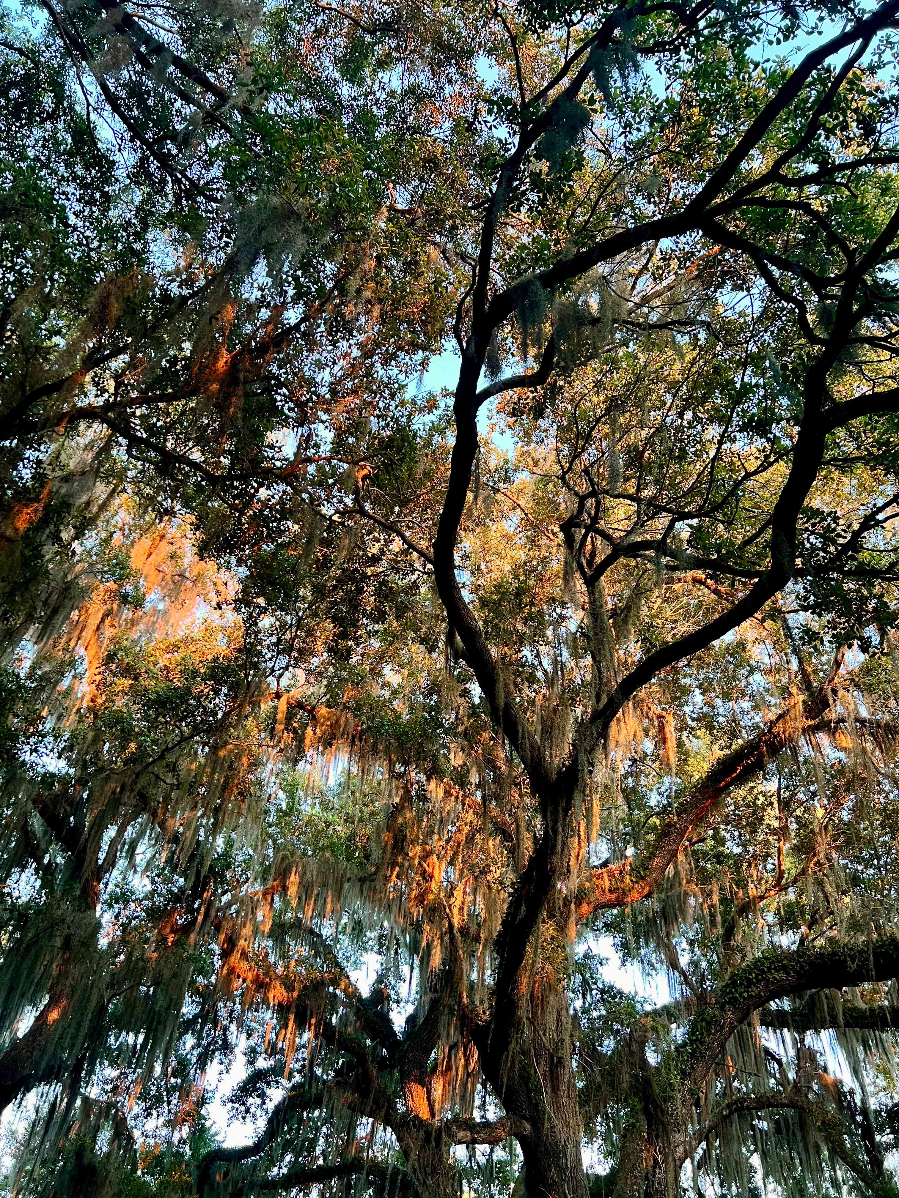 Hammock view 