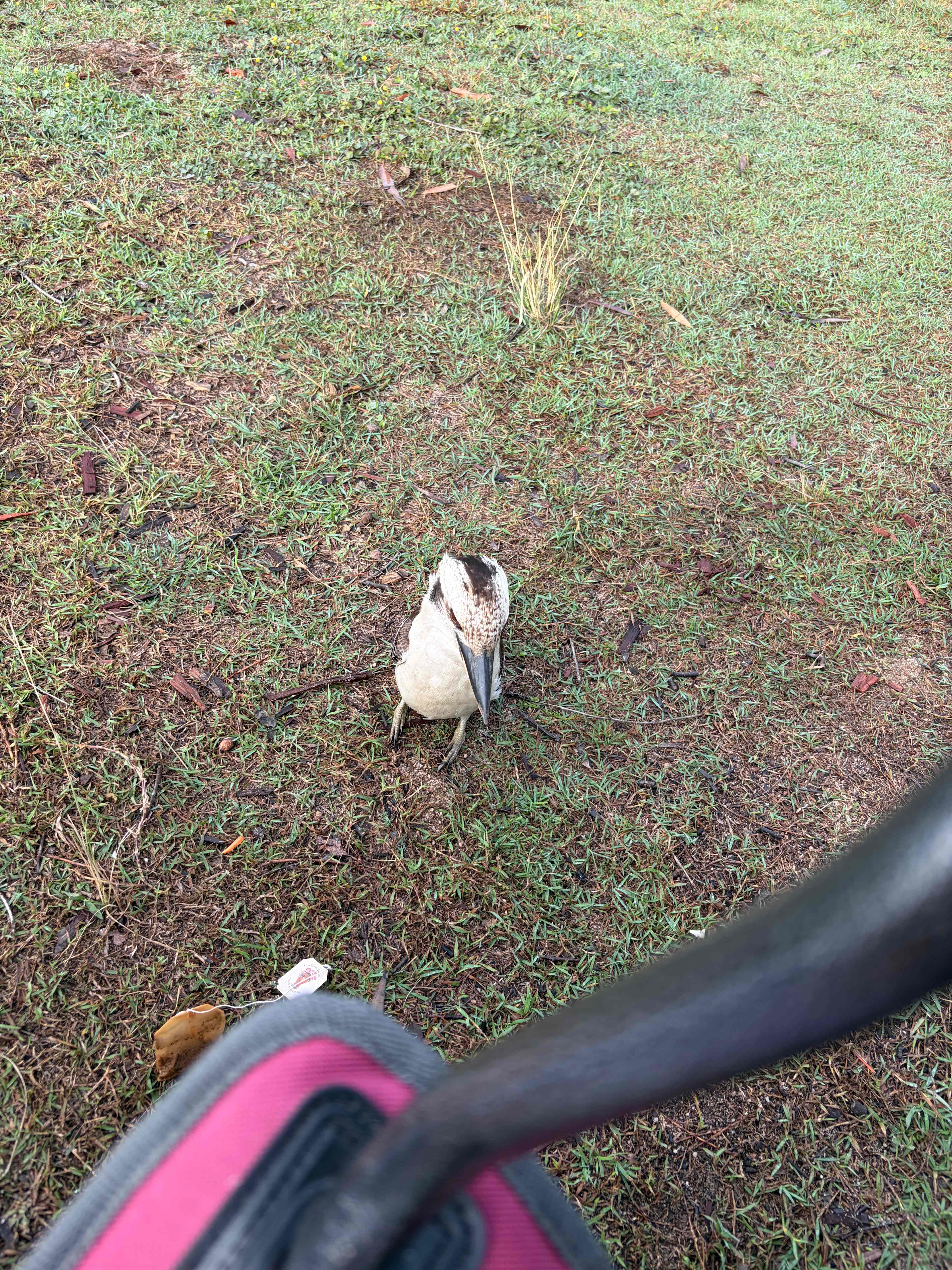Morning visitor