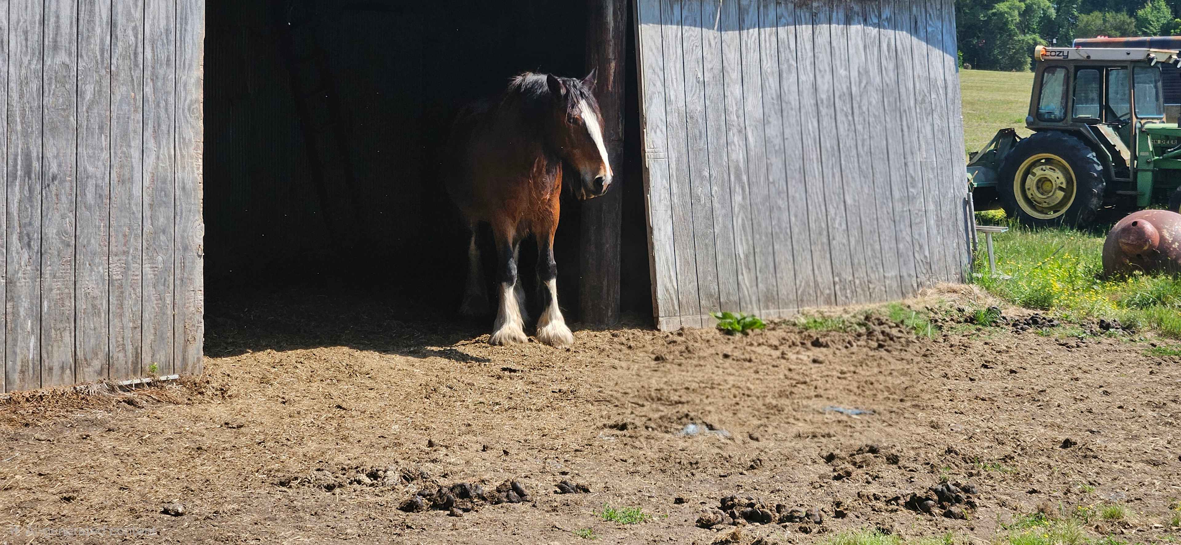 Shire Horse Barn
