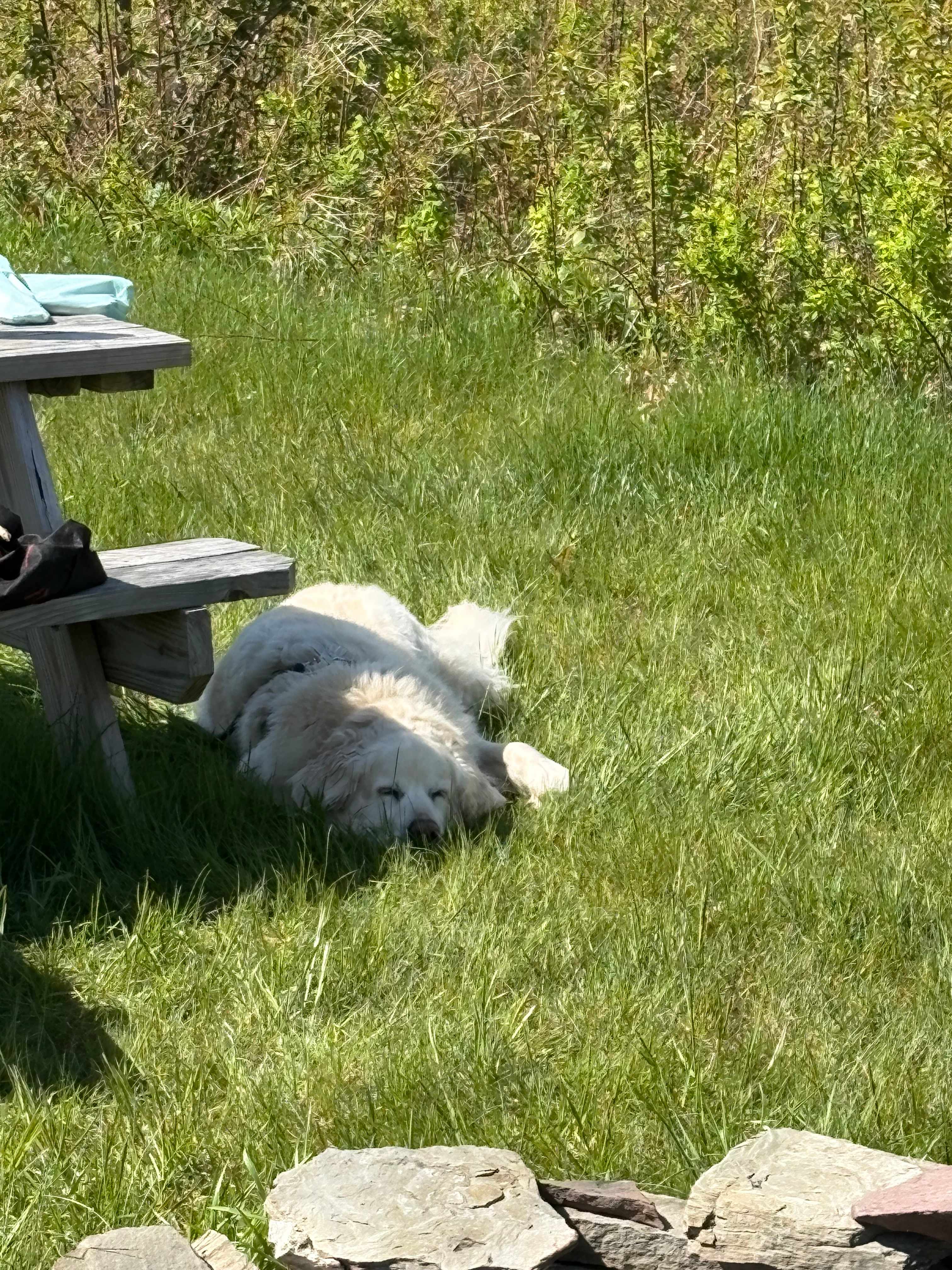 Grabbing some shade
