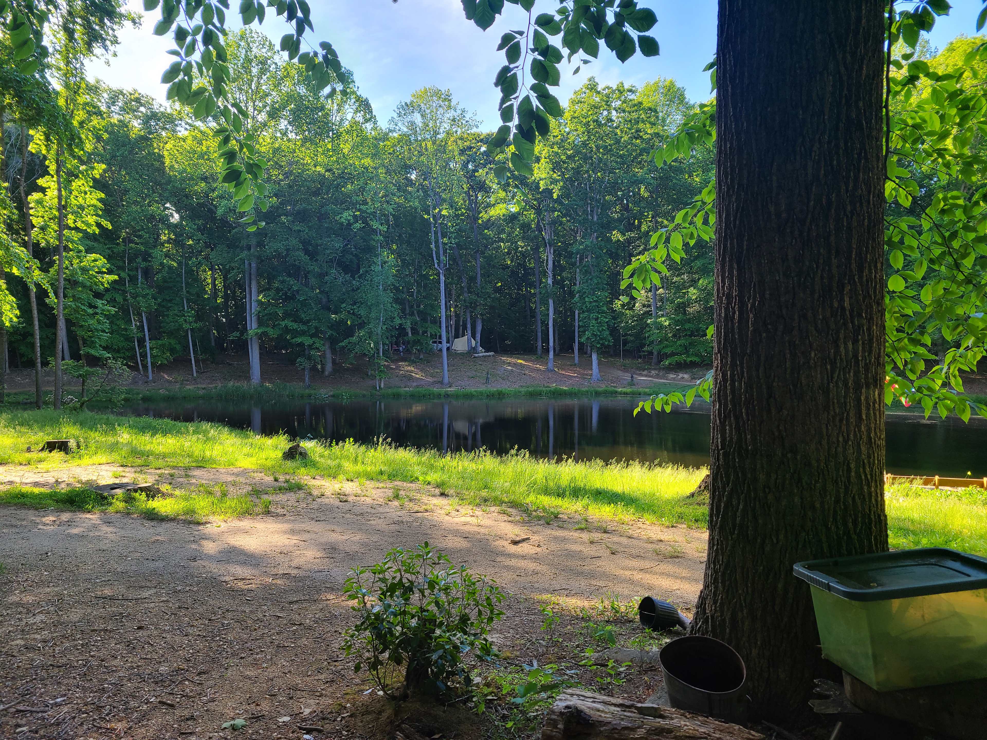 Willow Oak 1