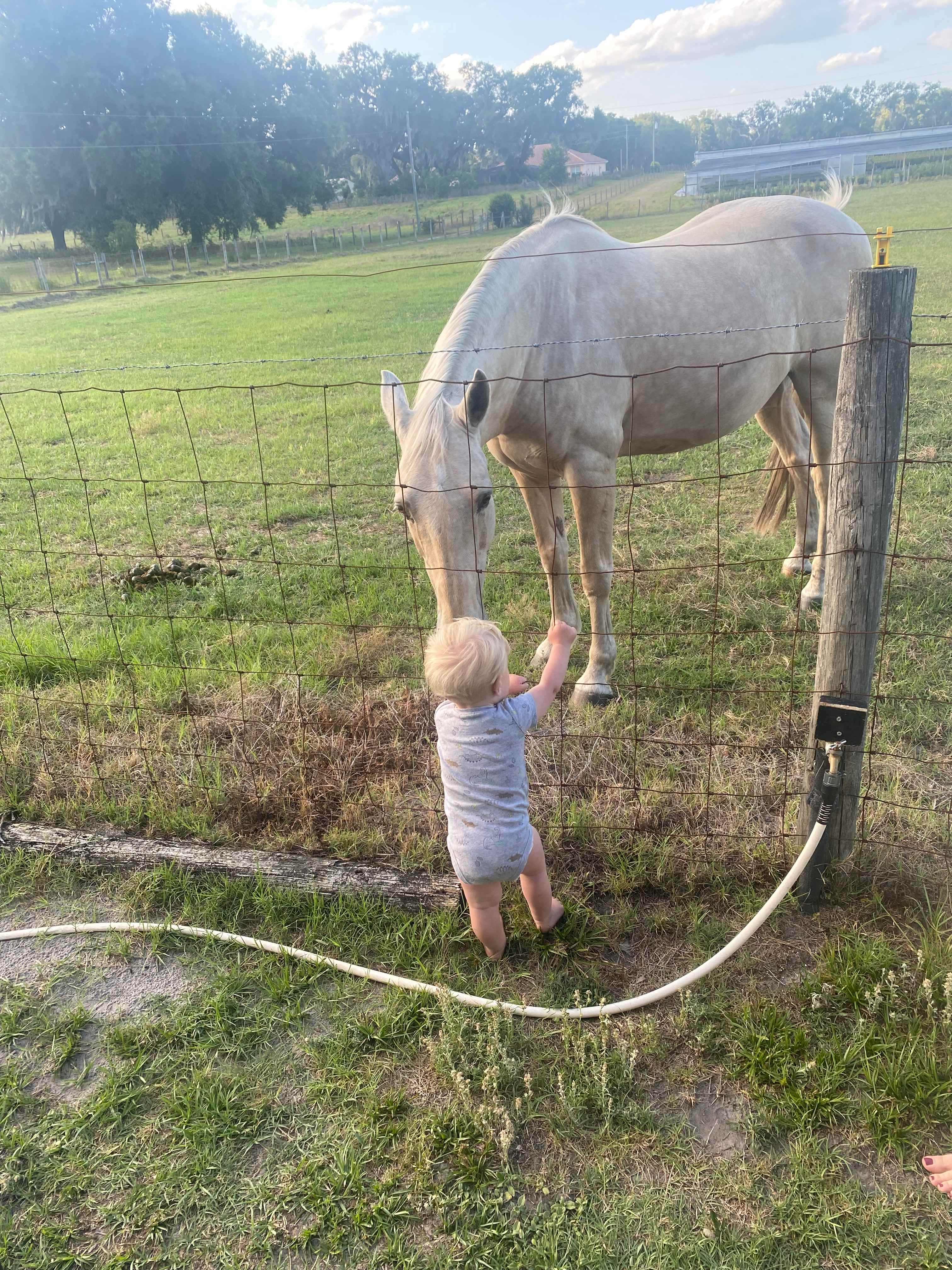 Pennylane Farm