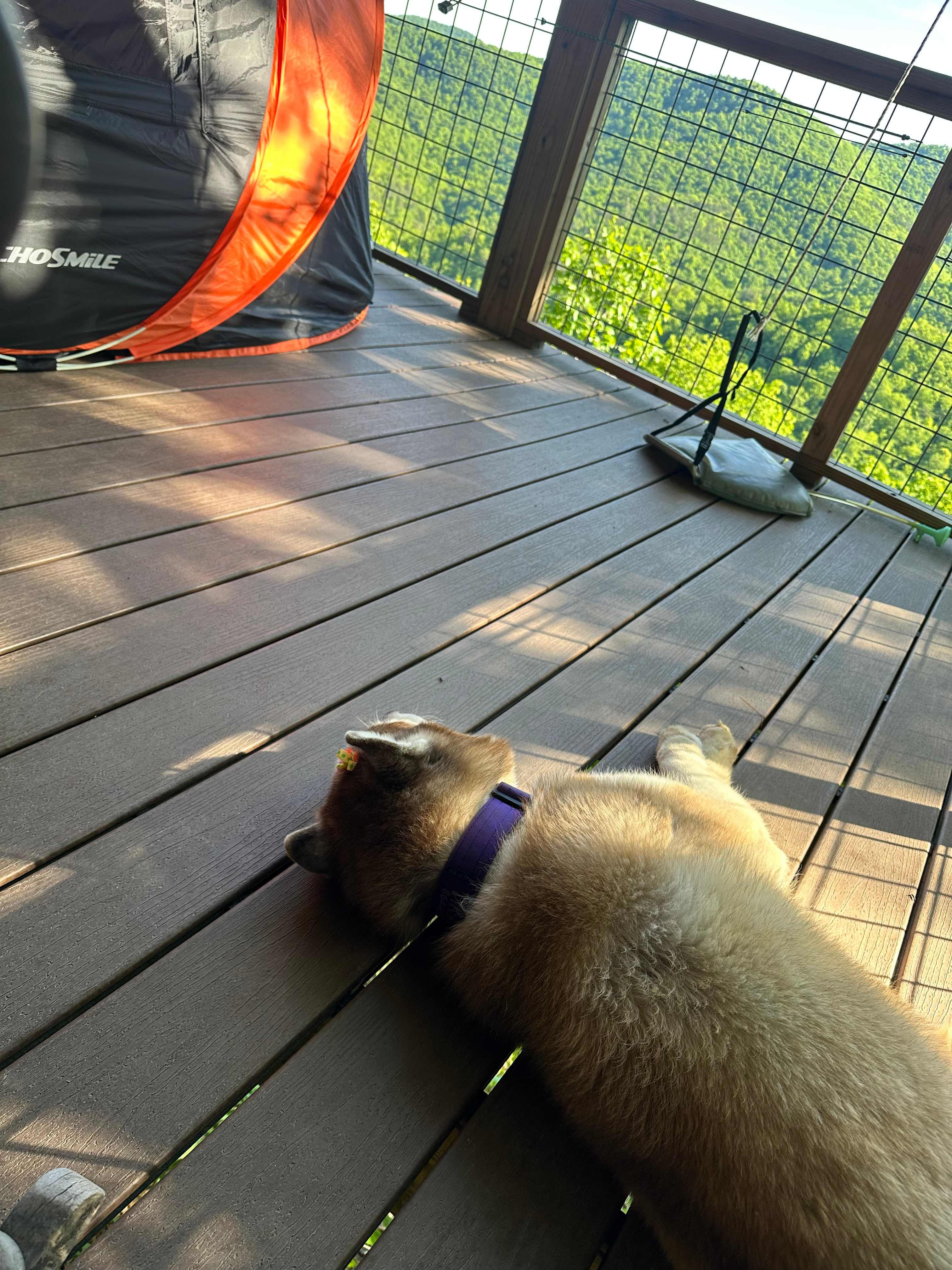 Above the Fray Glamping, Black Mtn.