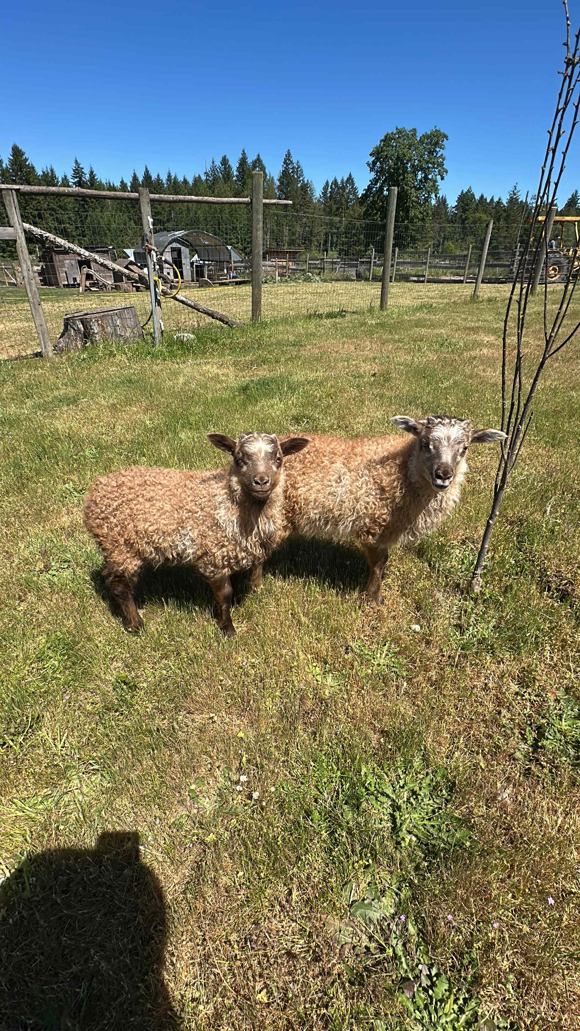Shirewoods Farm