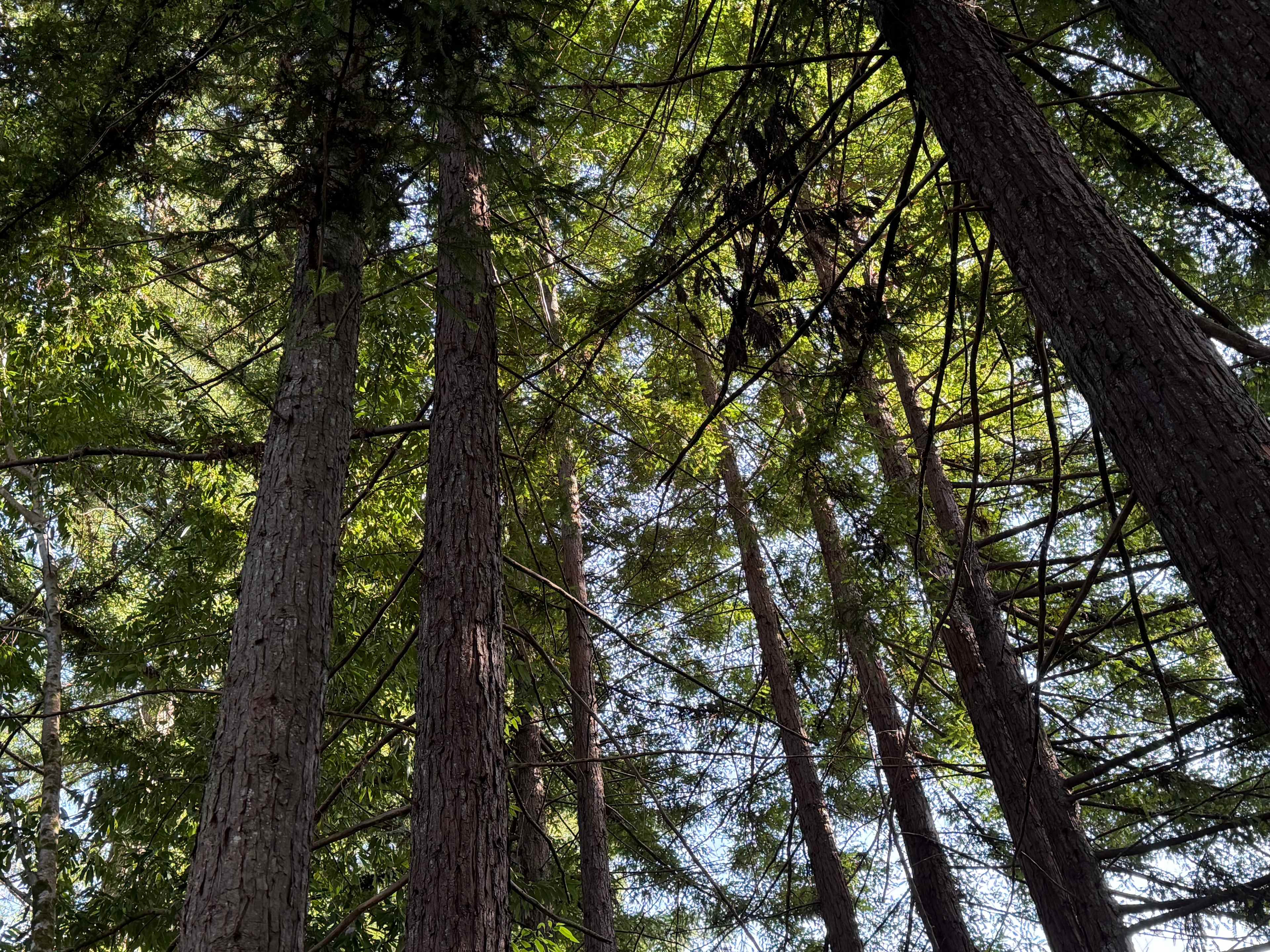 Redwoods