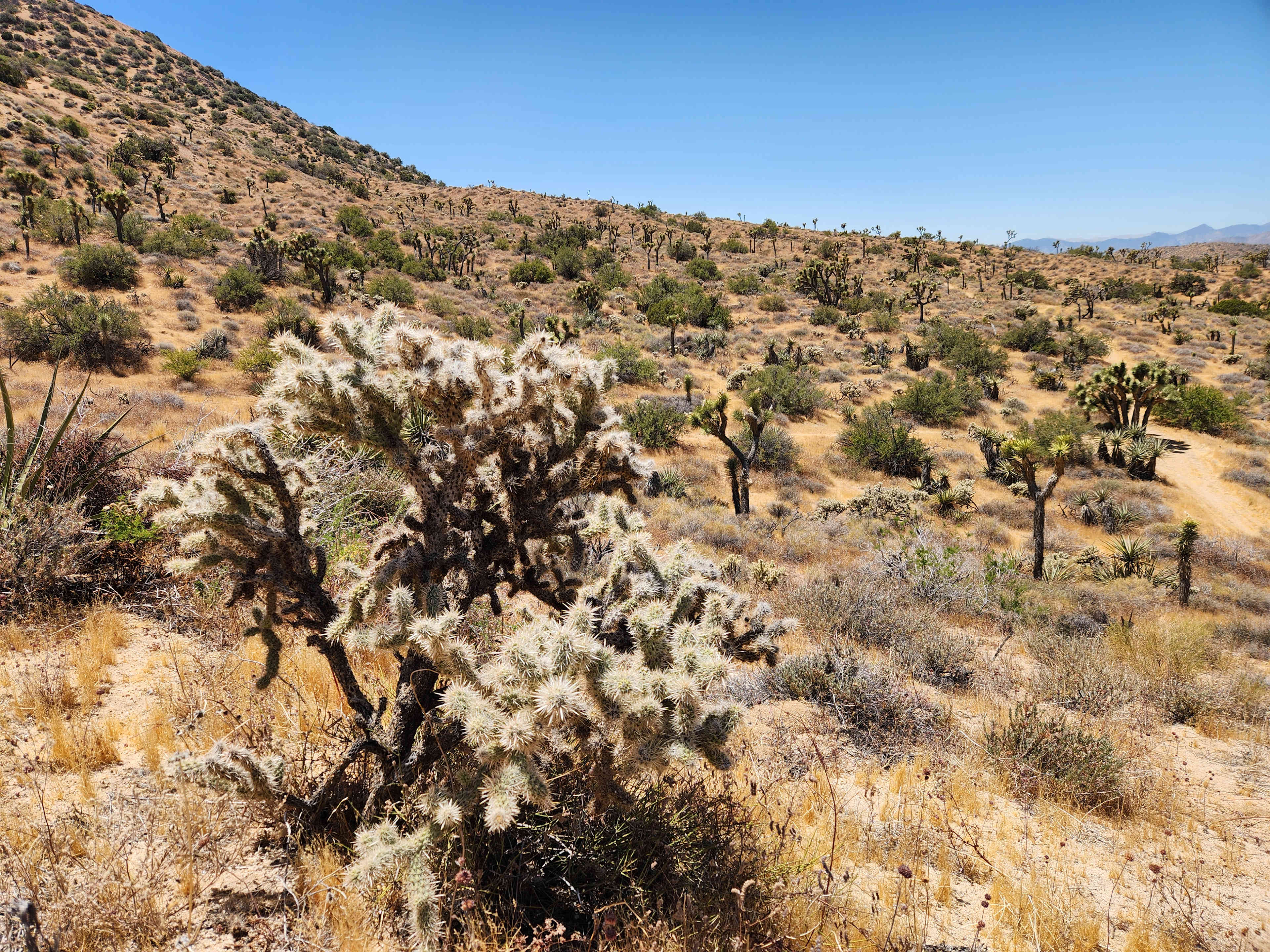 High Desert Protocol