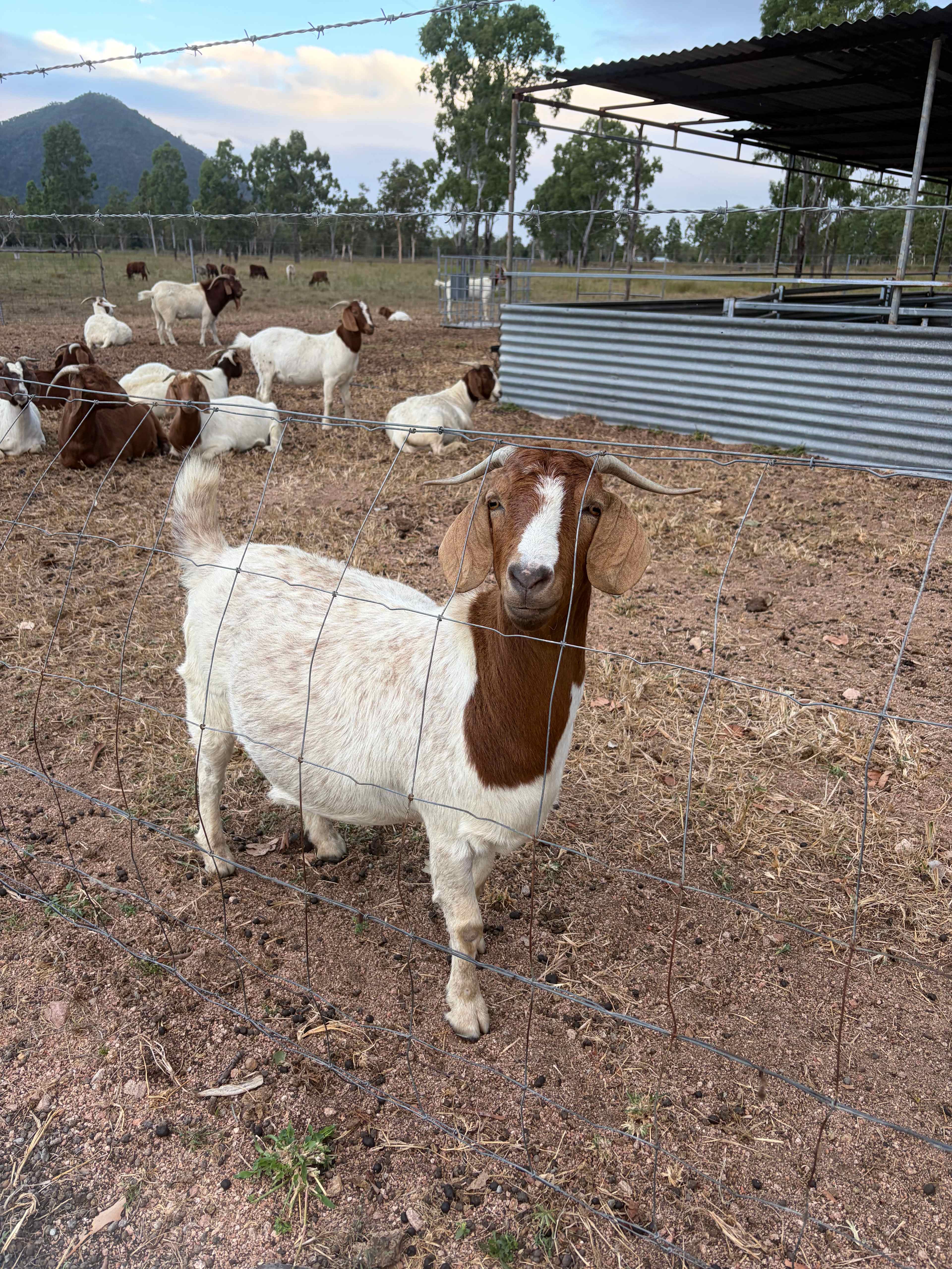 Mountview Farm Stay and Poodles