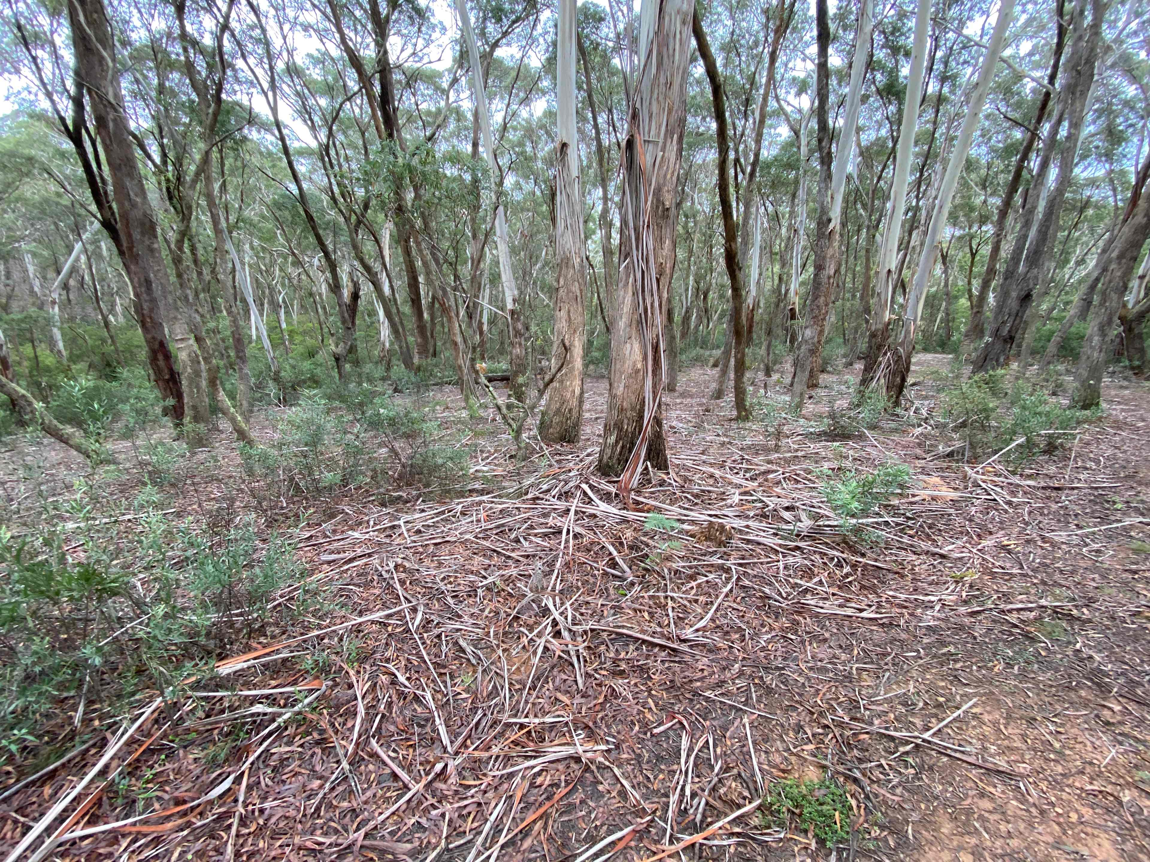 Scribbly Gum secluded bush camping