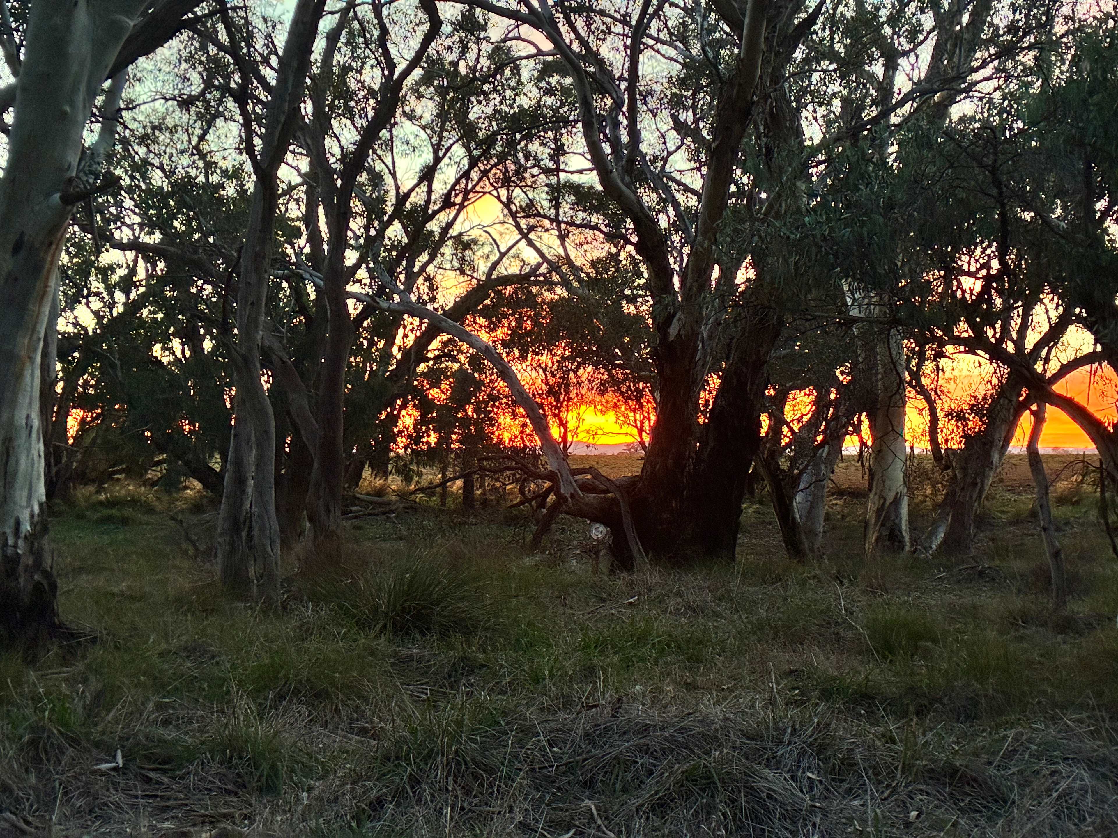 Wendouree Creek Camp