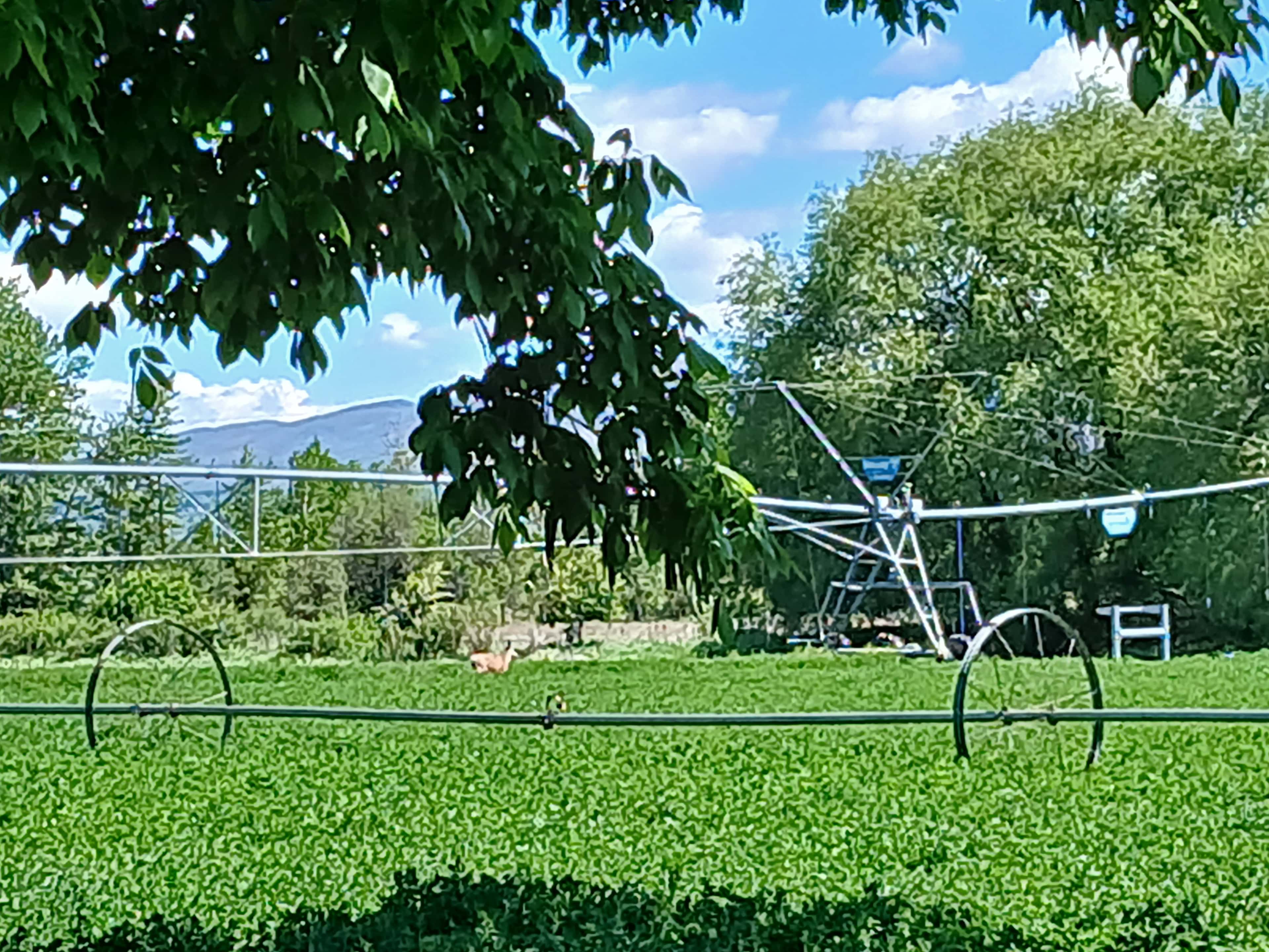 Picture of the site