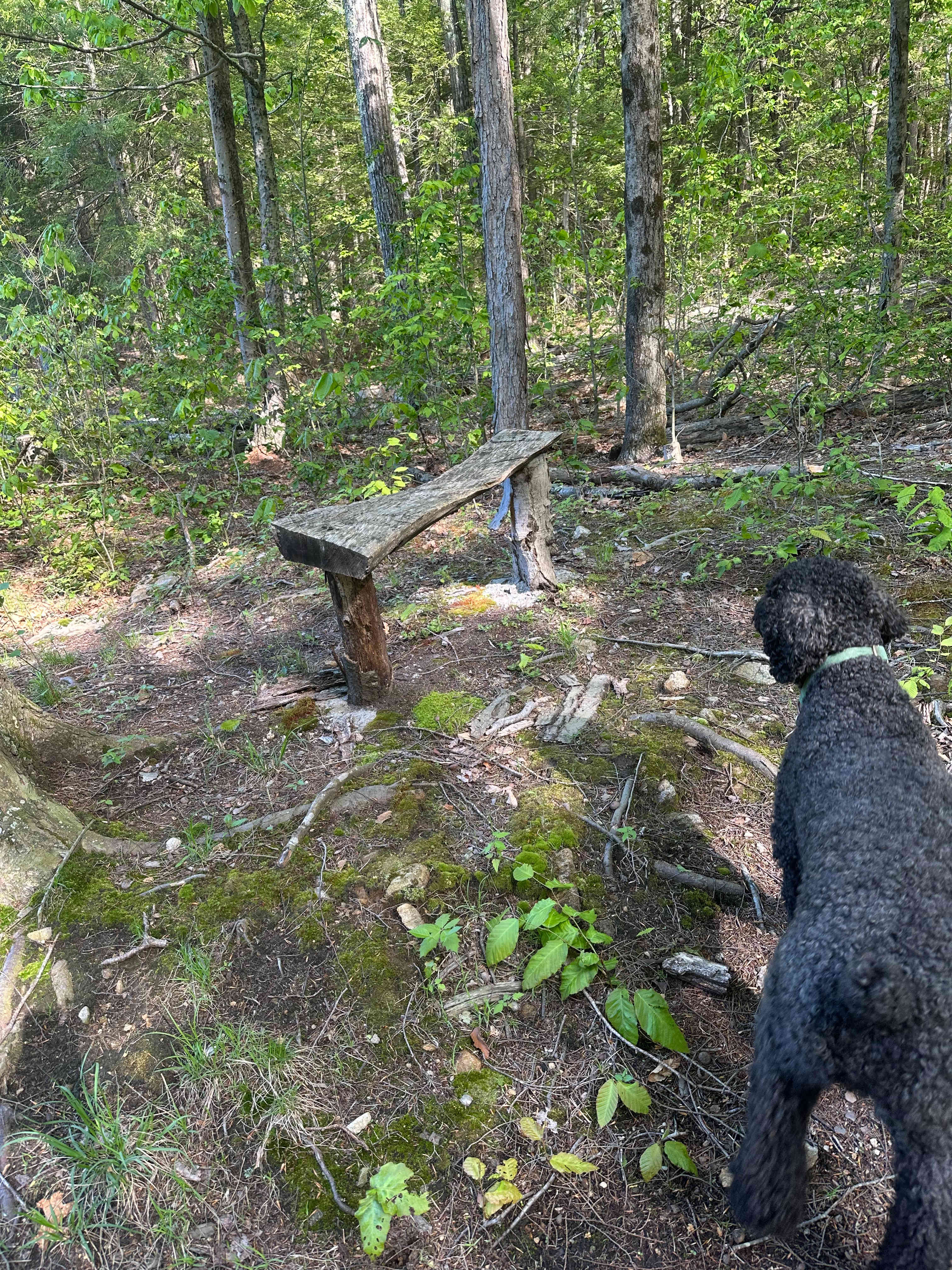 Salamander Hollow Healing Habitat