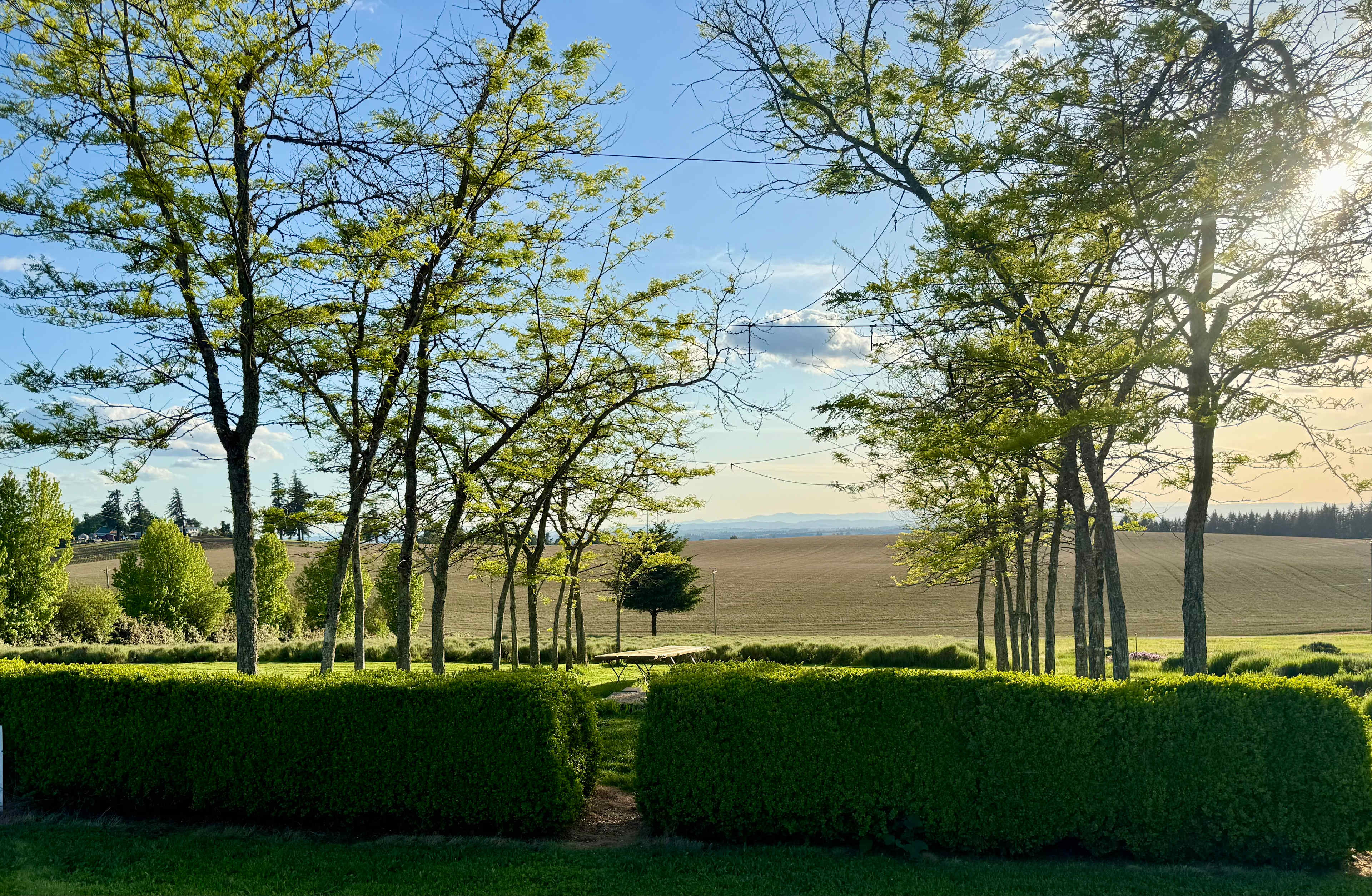 Buena Vista Lavender Farm