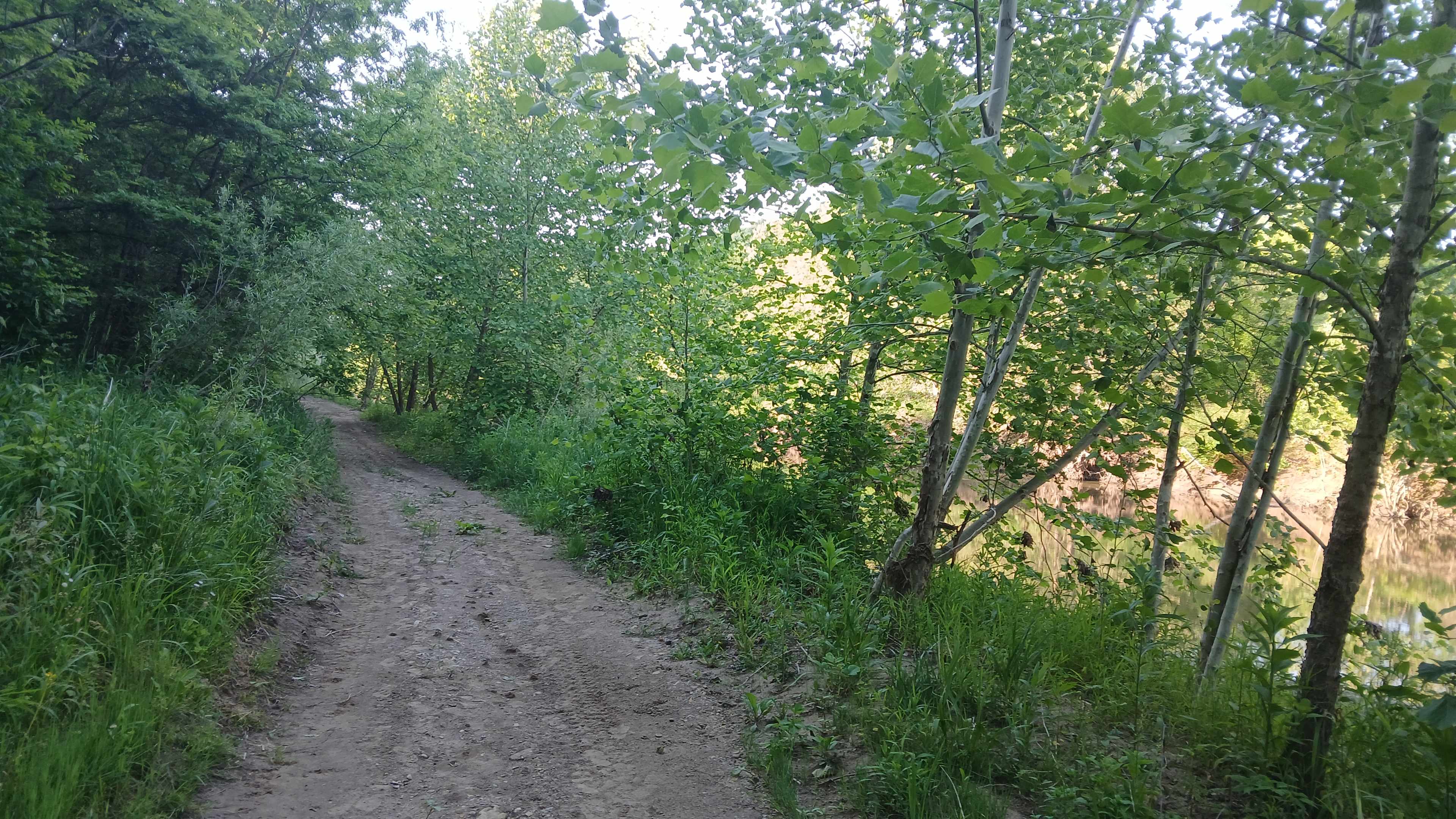 Path along creek