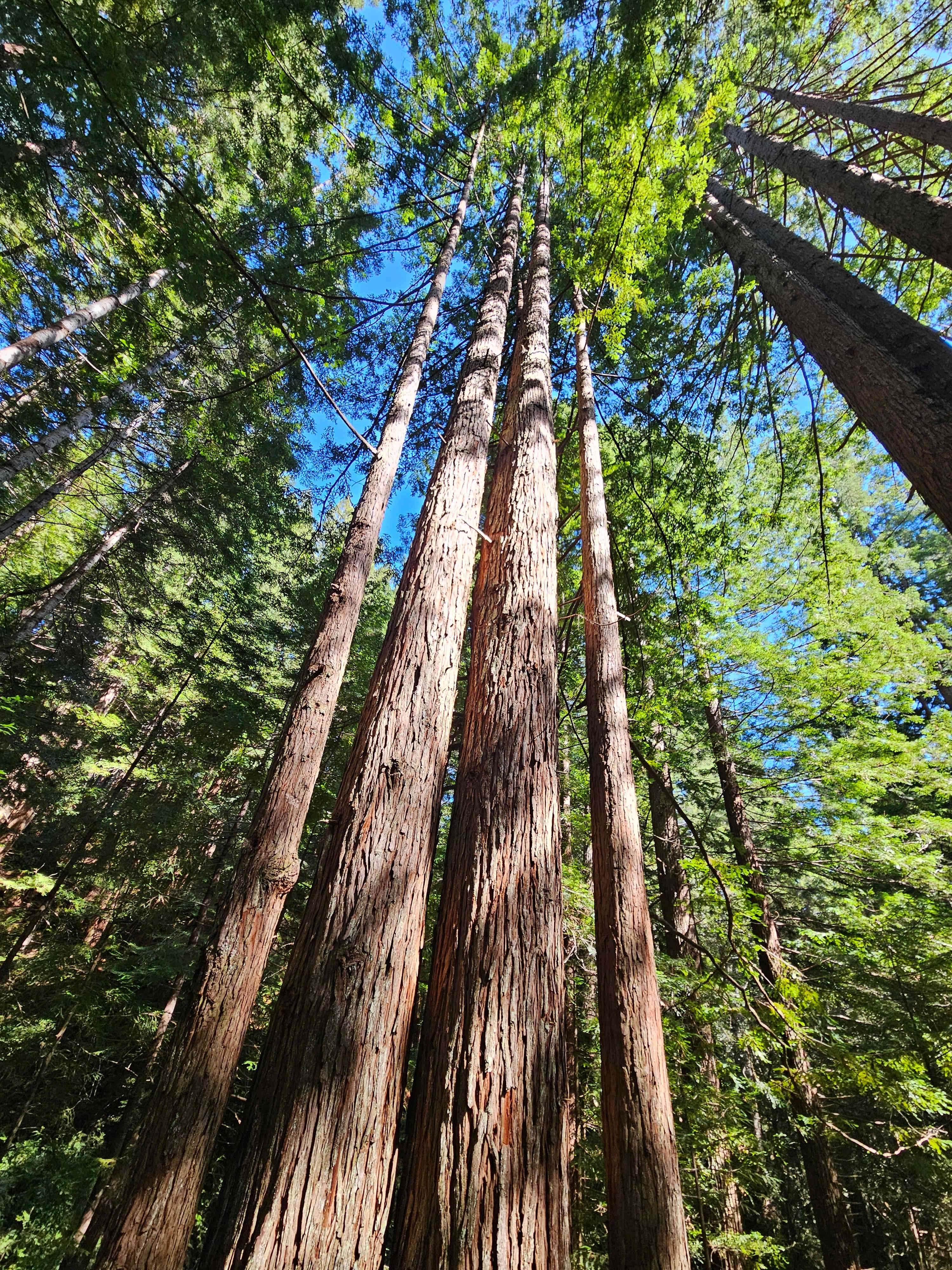 Whispering Redwood Creek