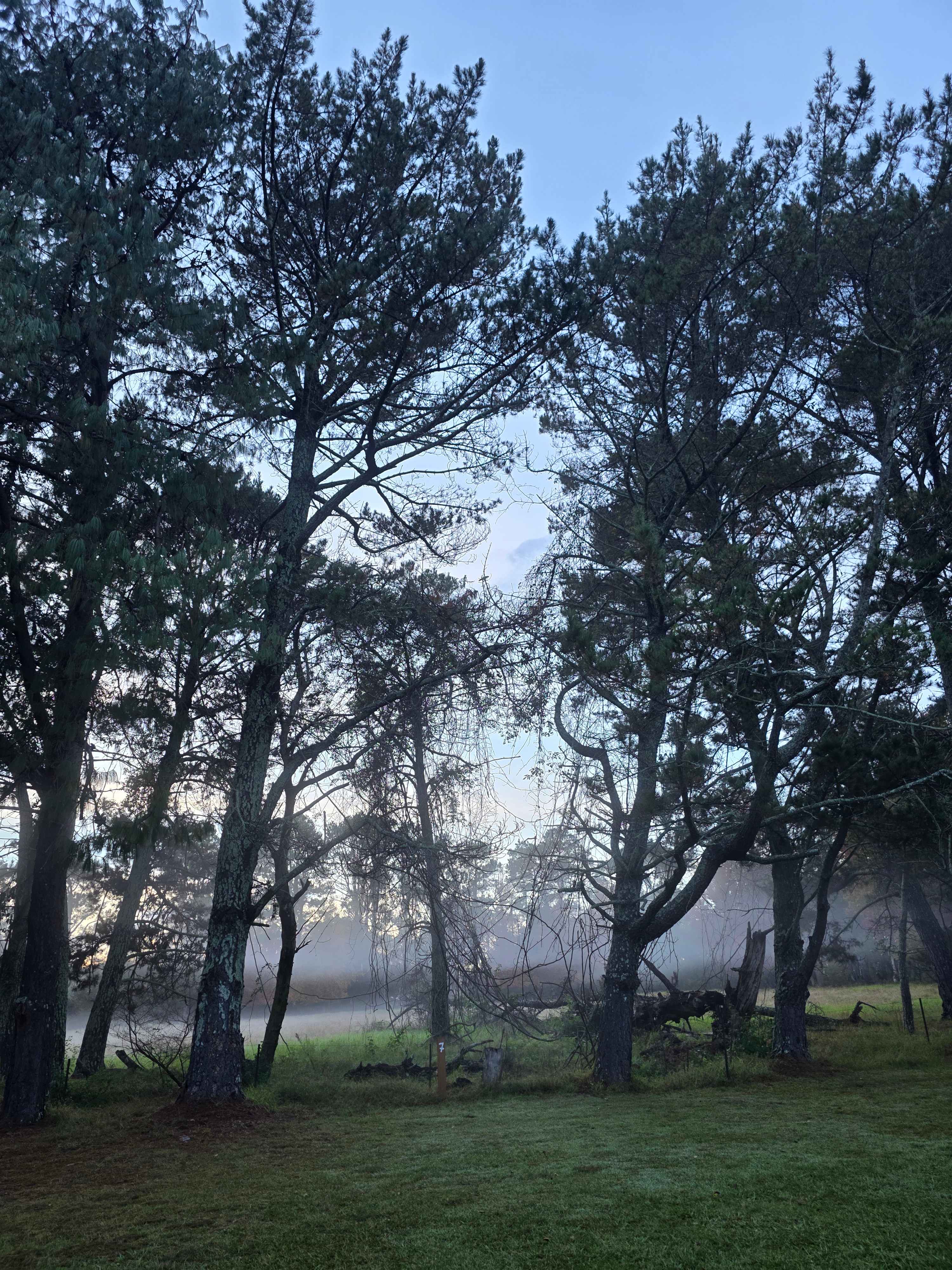 Fresh Frosty Morning 