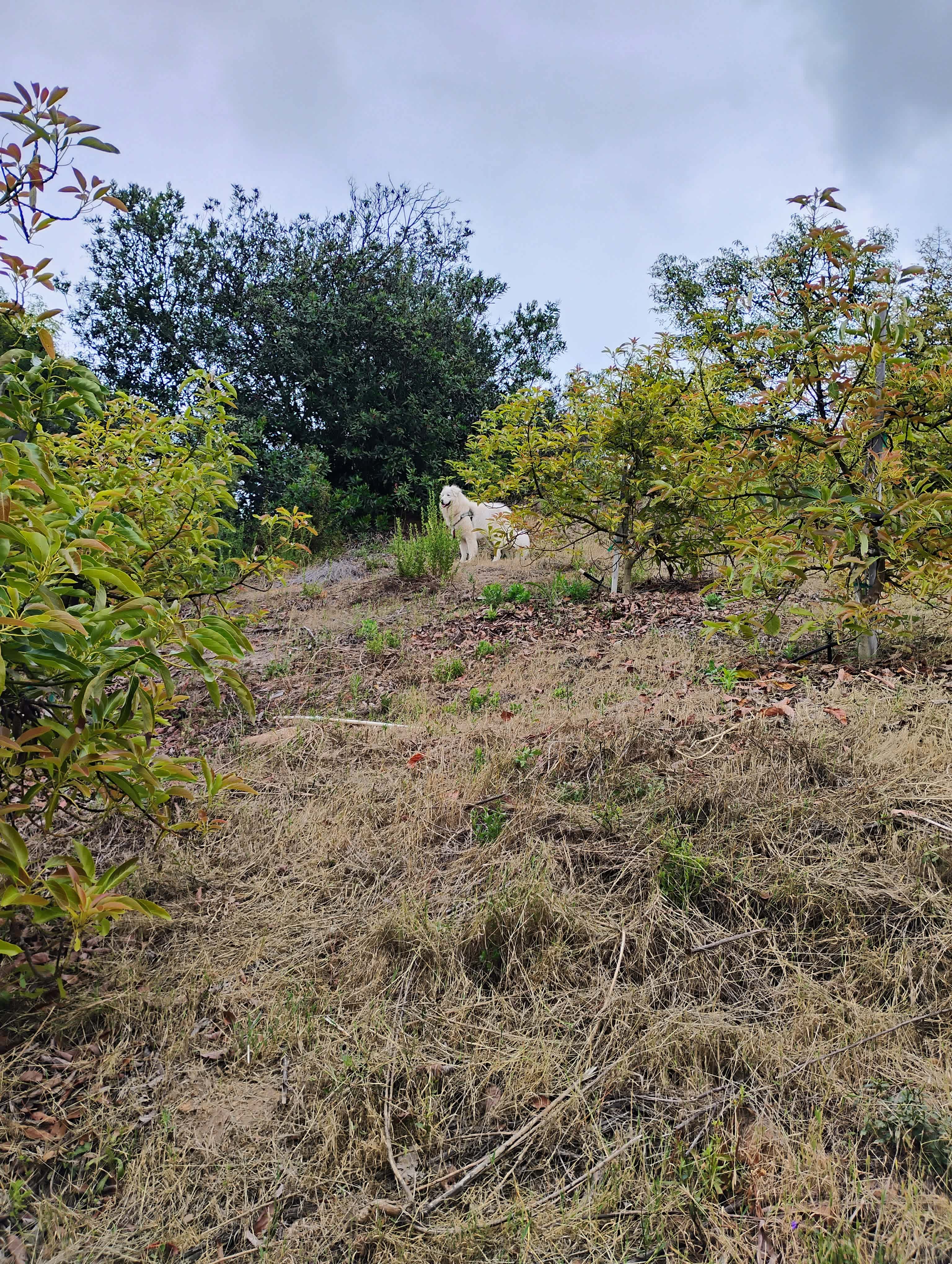 Avocado Farm Retreat