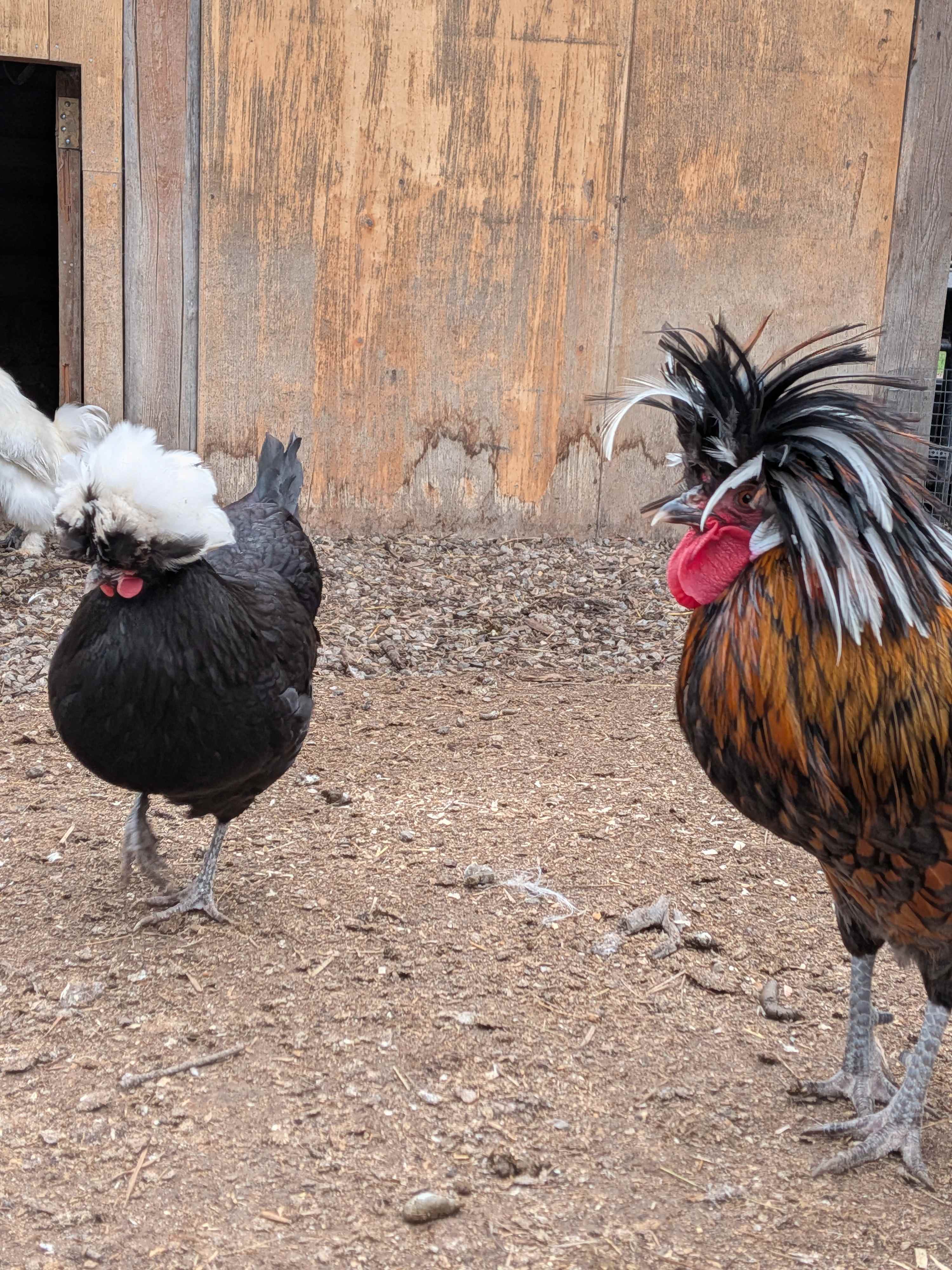 My son's favorite chickens. The rockstars haha