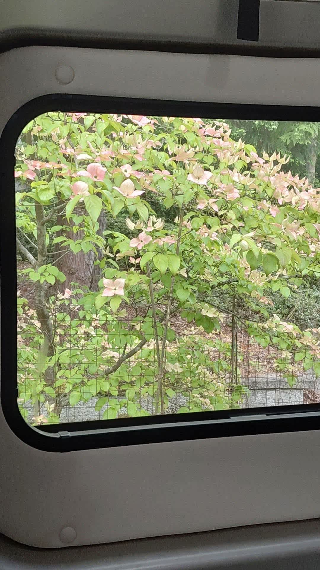 Dogwood in Bloom