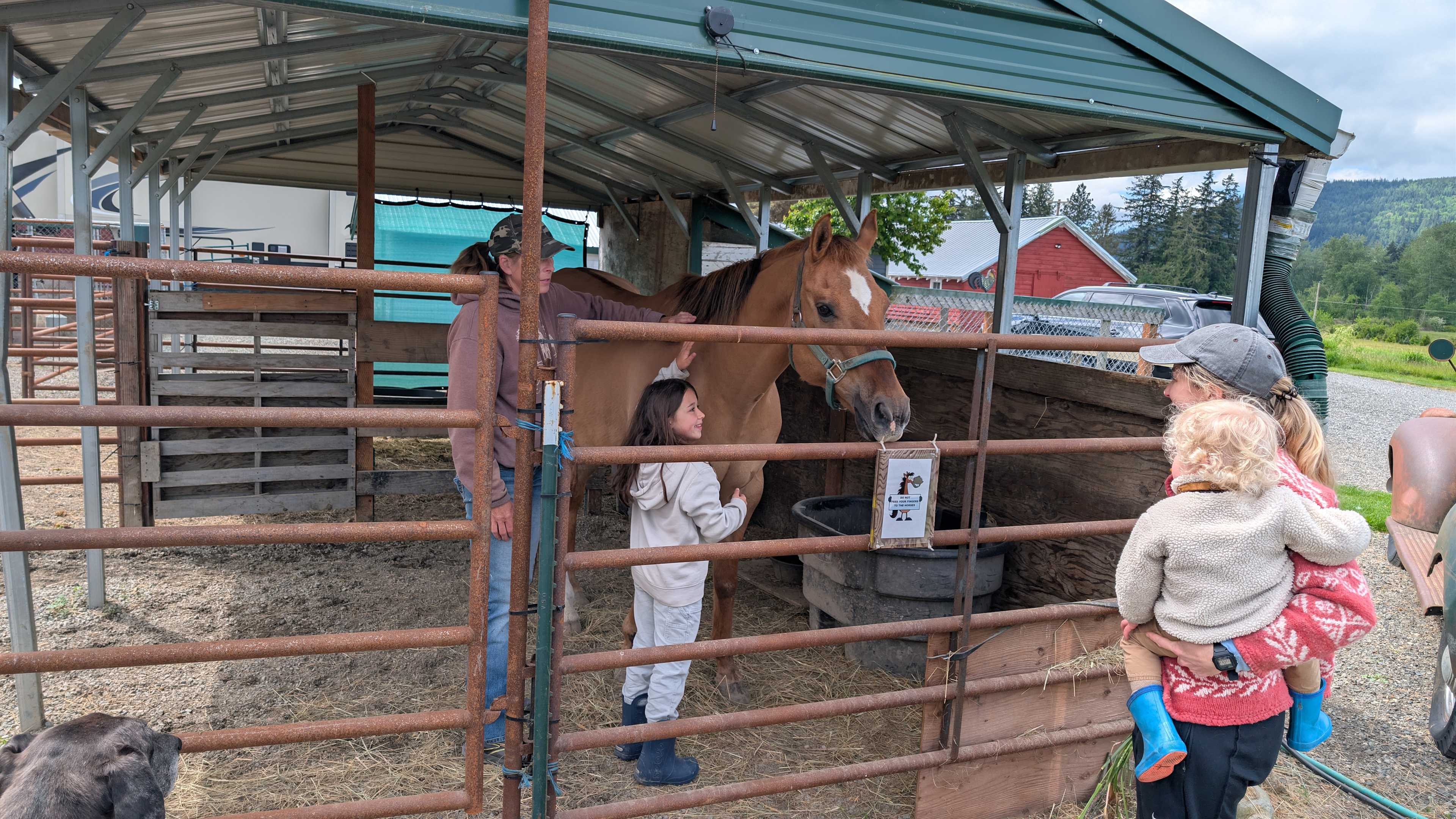 Meeting the horse and ponies.