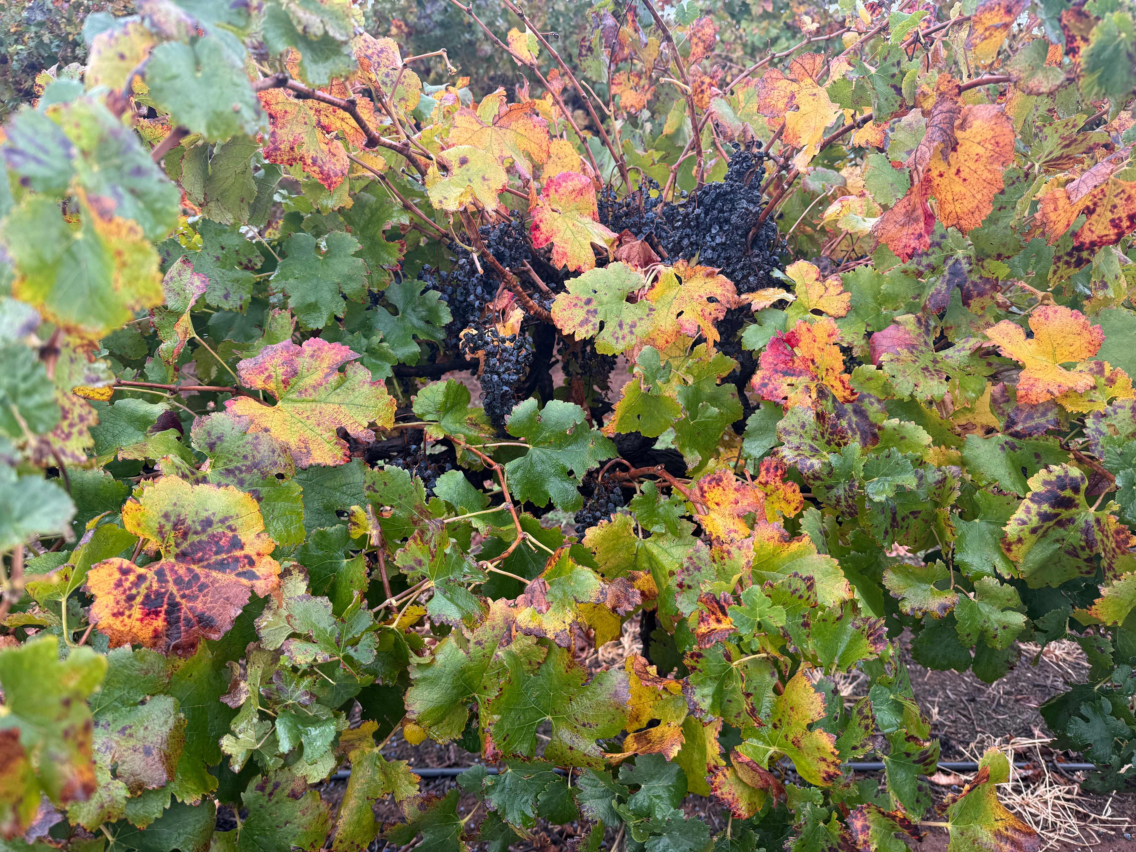 Catania Fruit Salad Farm