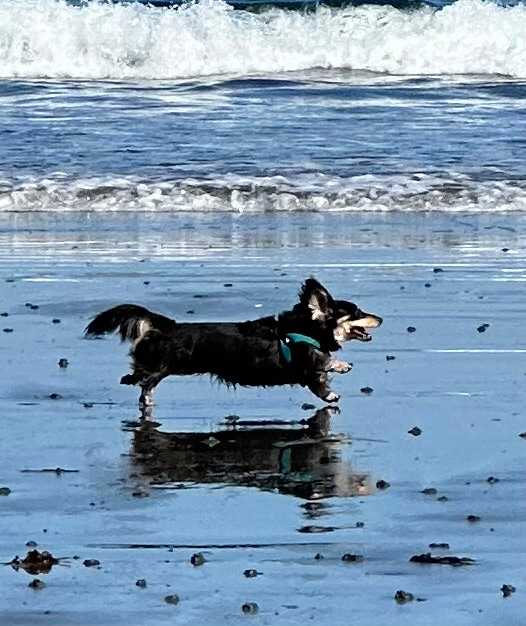 Happy Pup