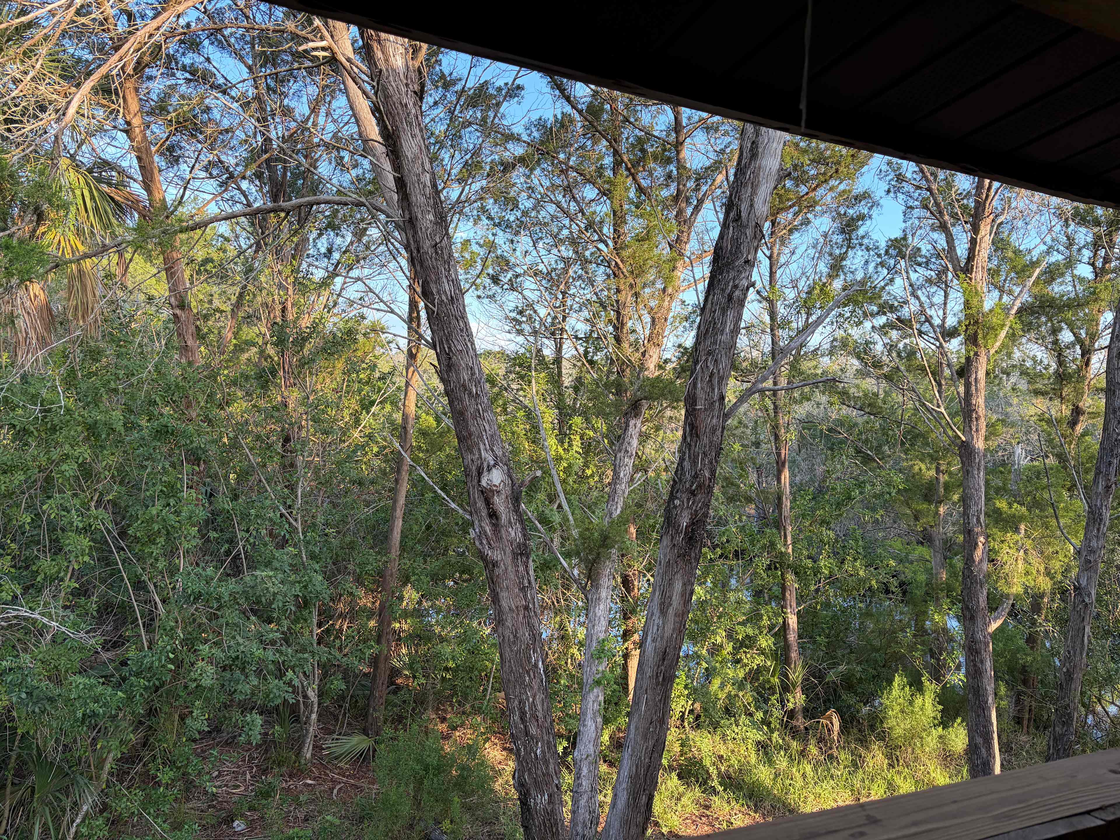 Homosassa River Escape