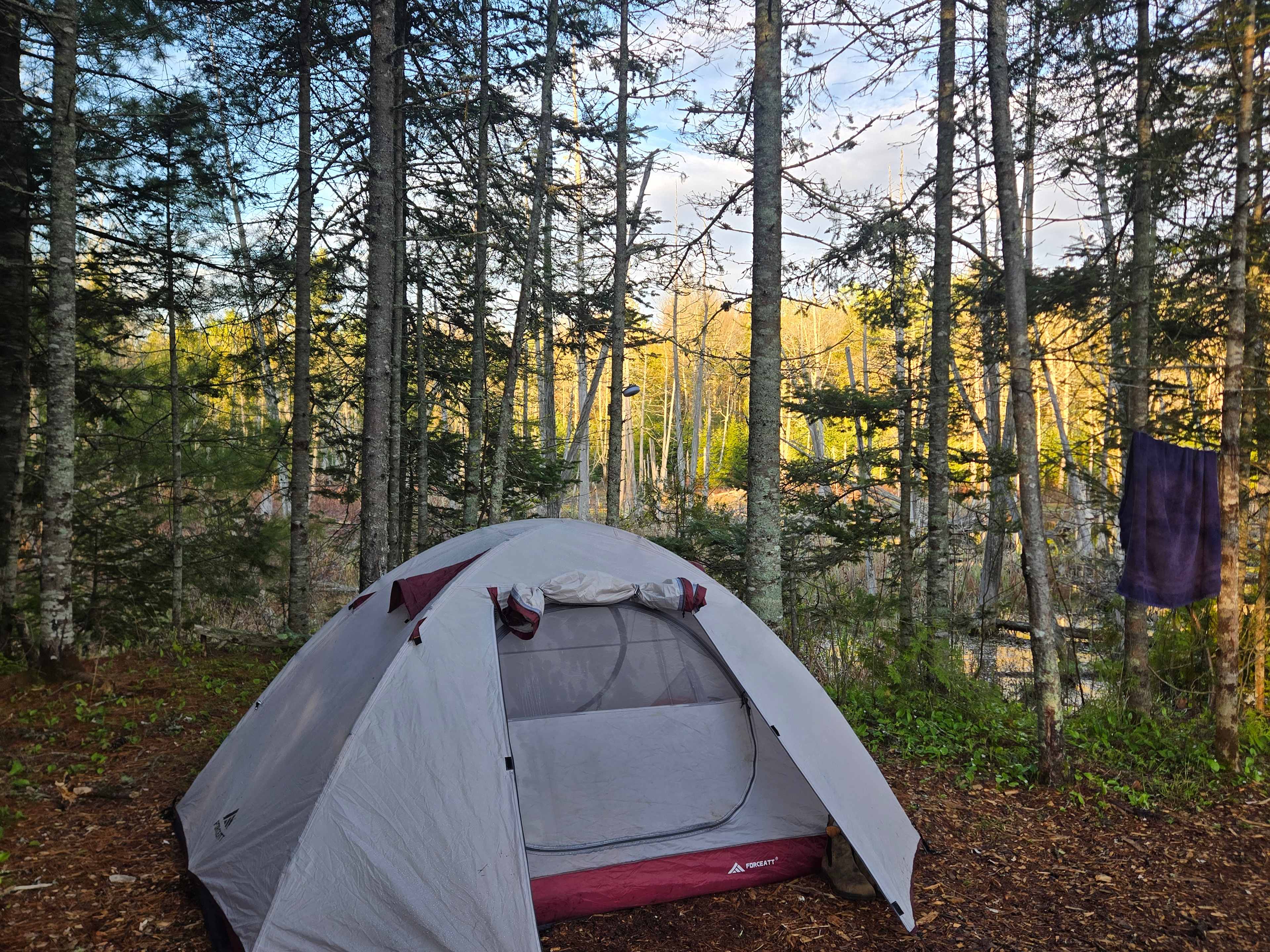 Wetlands behind tent (my favorite) 