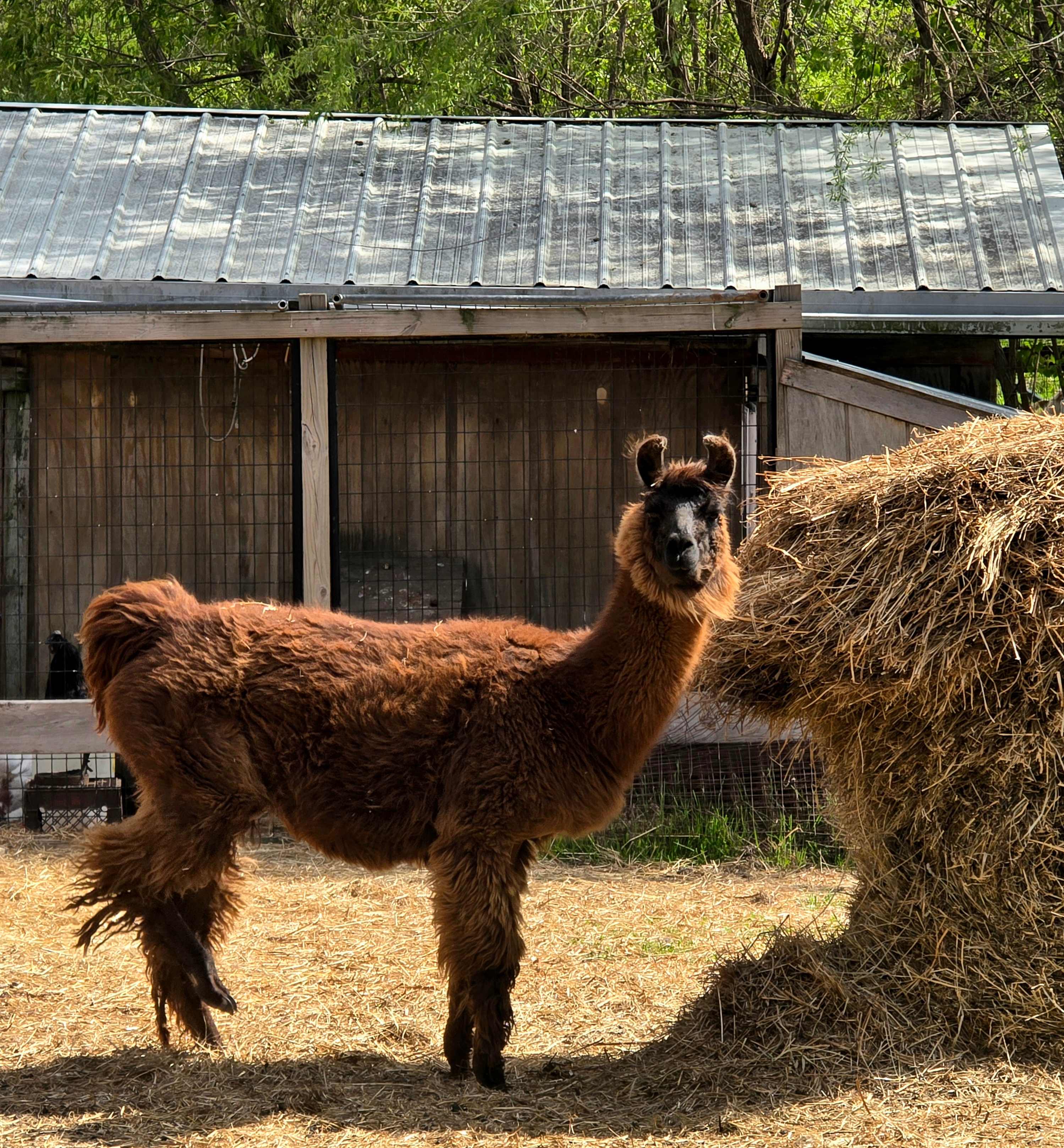 Windy Goat Acres
