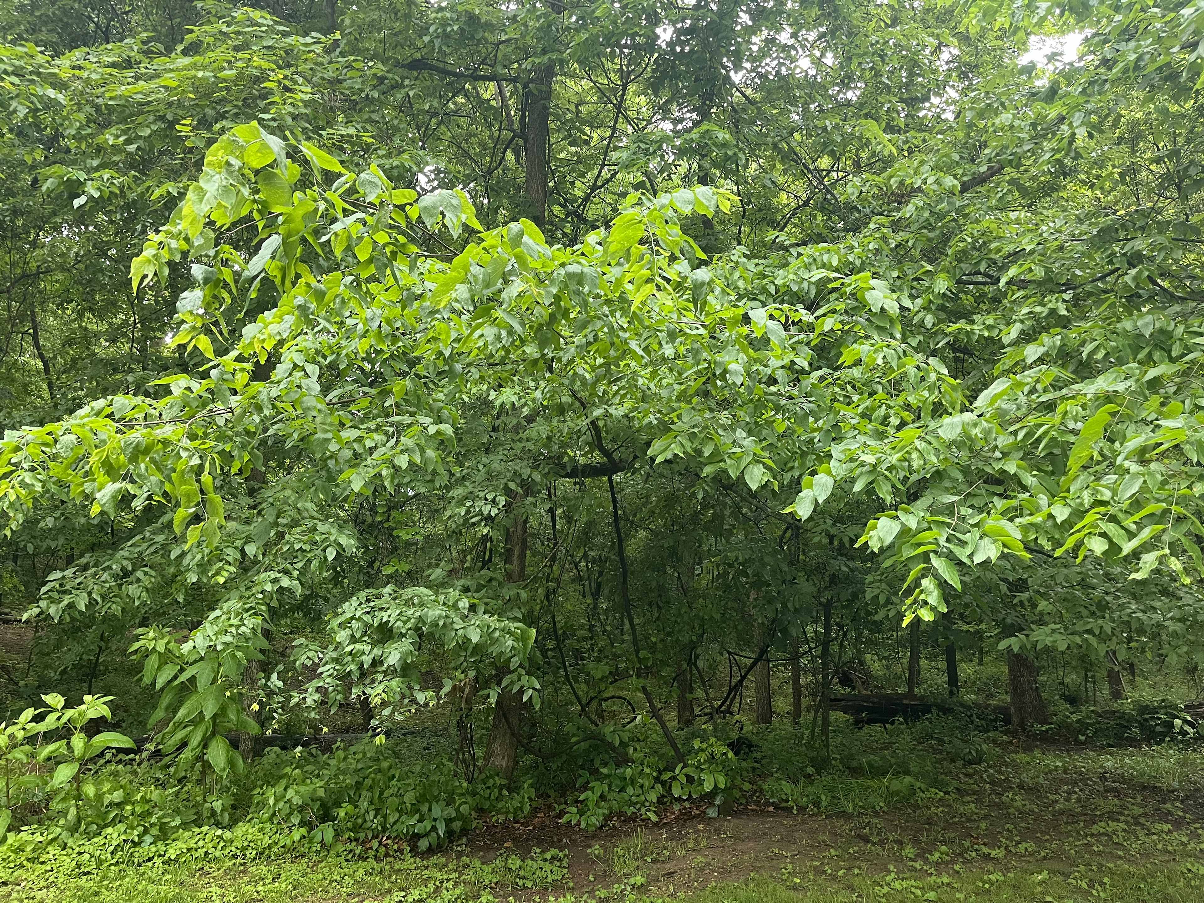 Pea Ridge Bike Camp