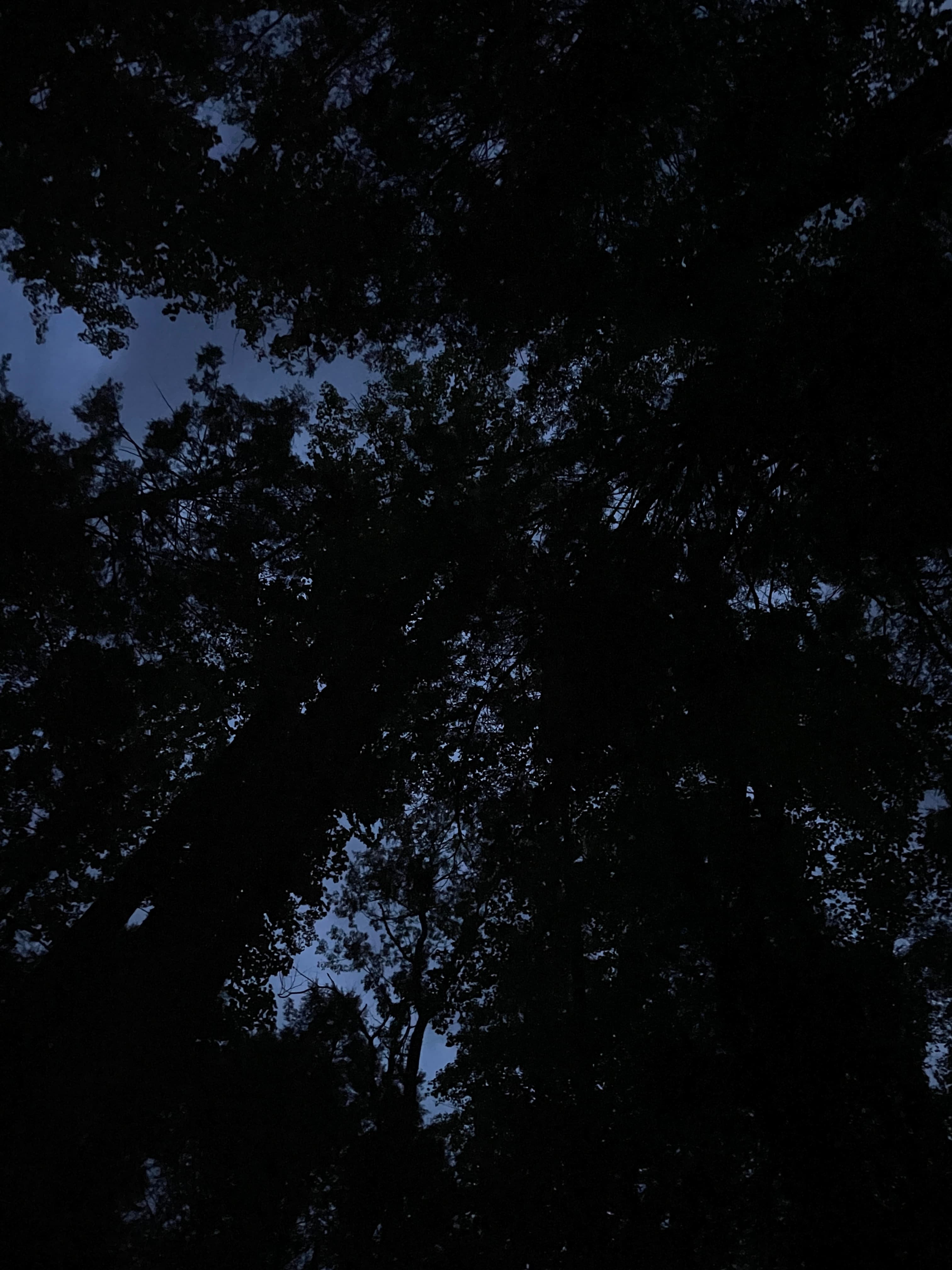 Beautiful tree canopy! 
