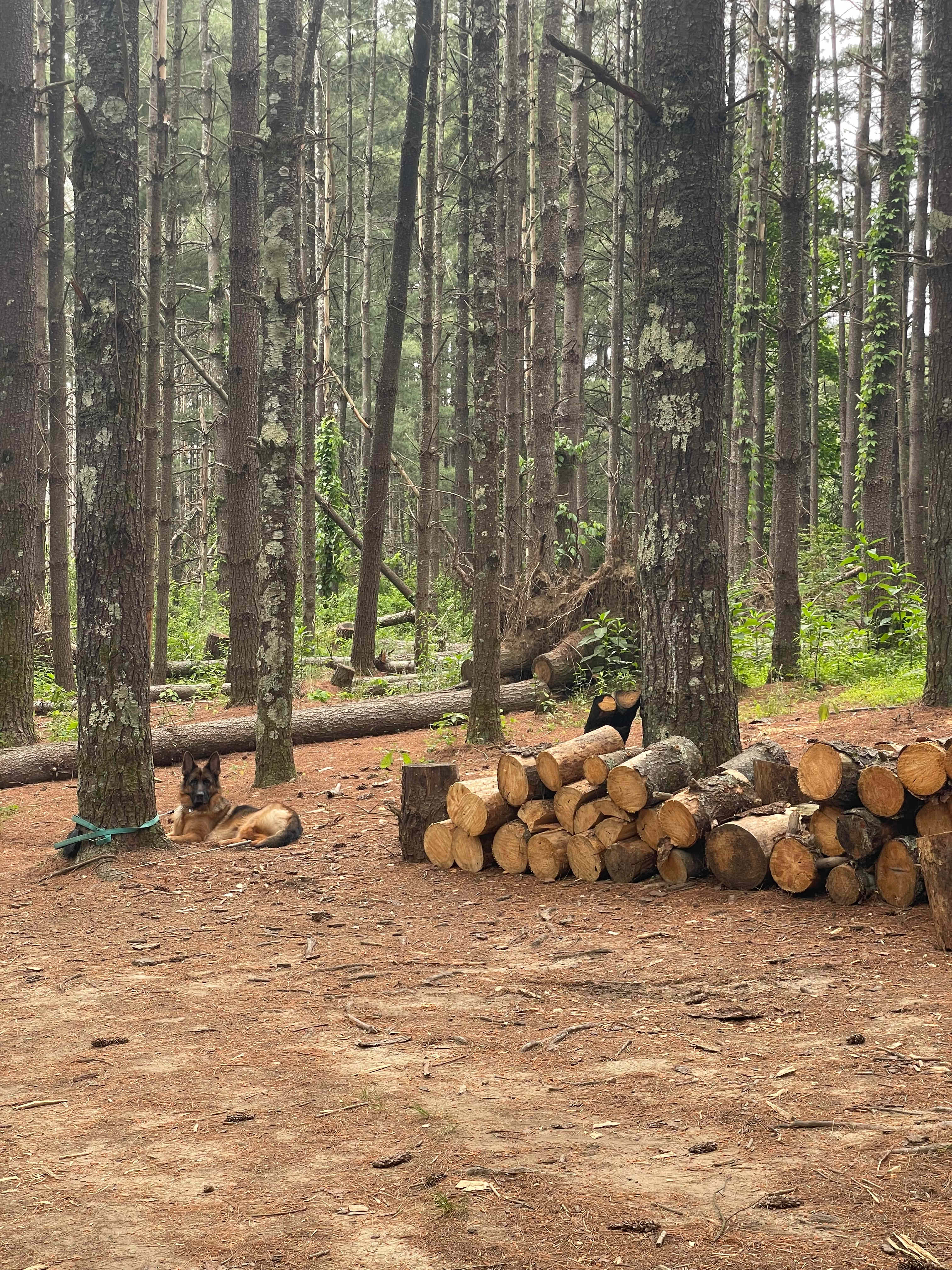 Hammock’Sway Private Off Grid Camp