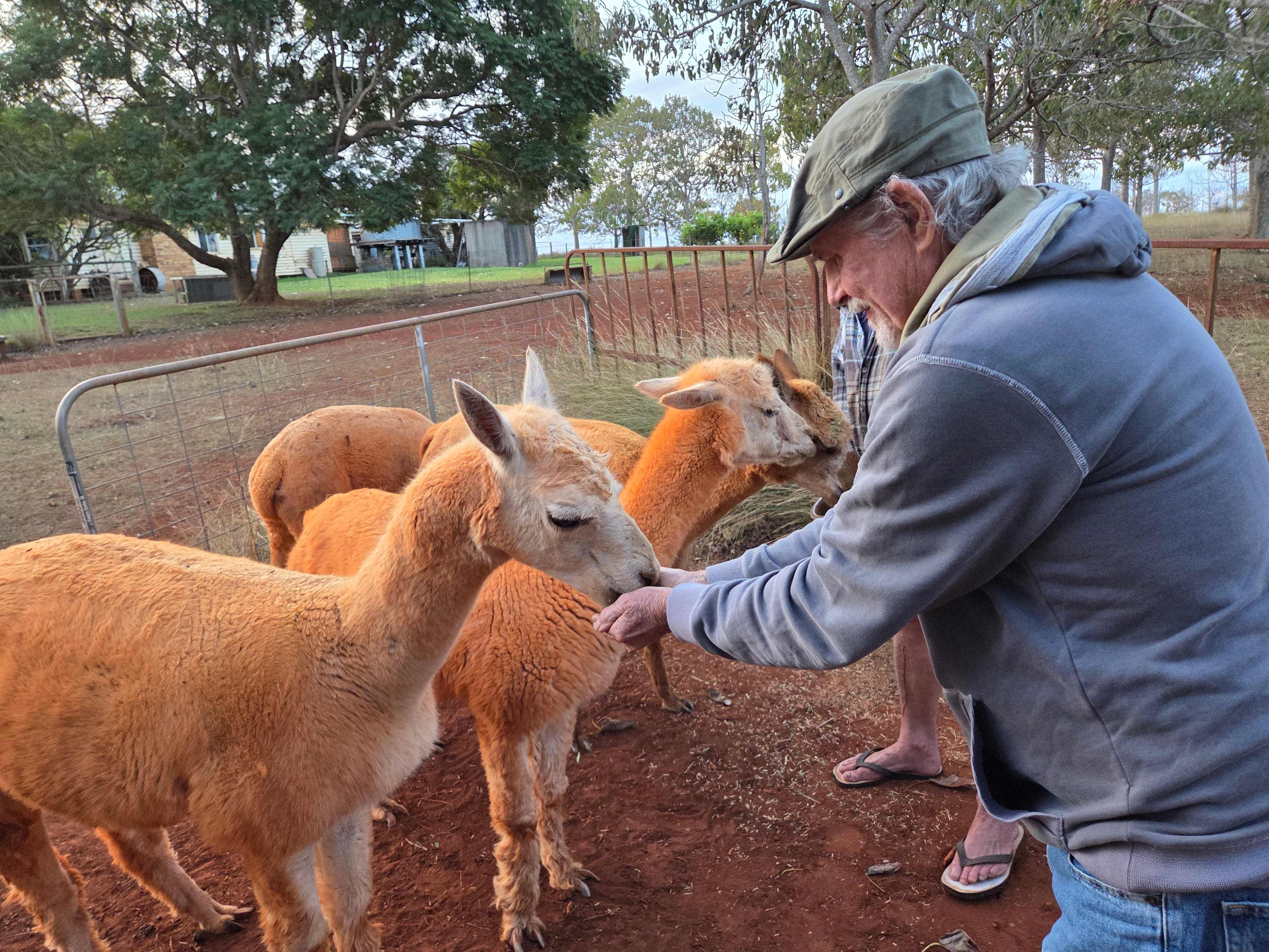 Feeding the alpacas