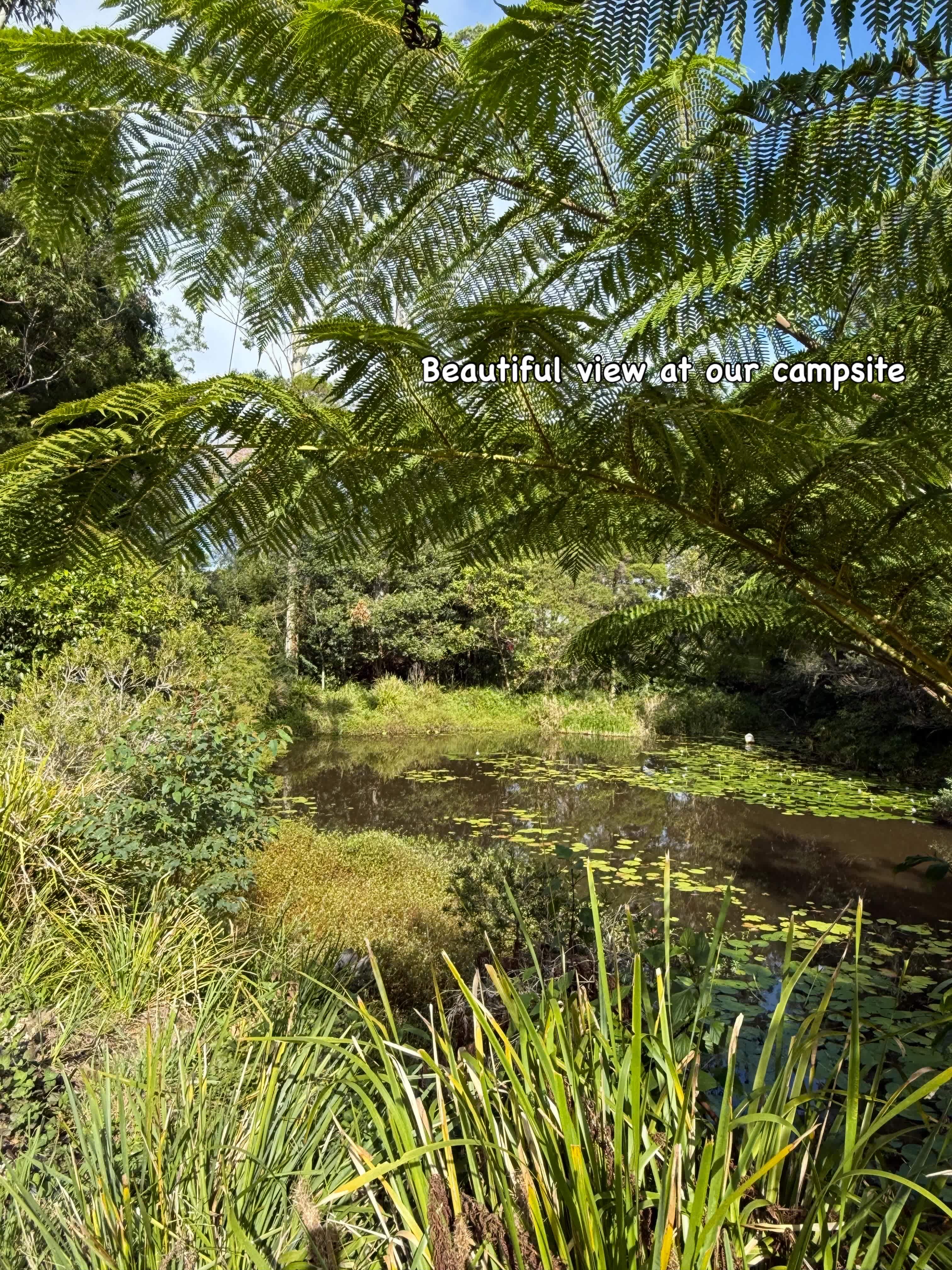Tree Fern Dam
