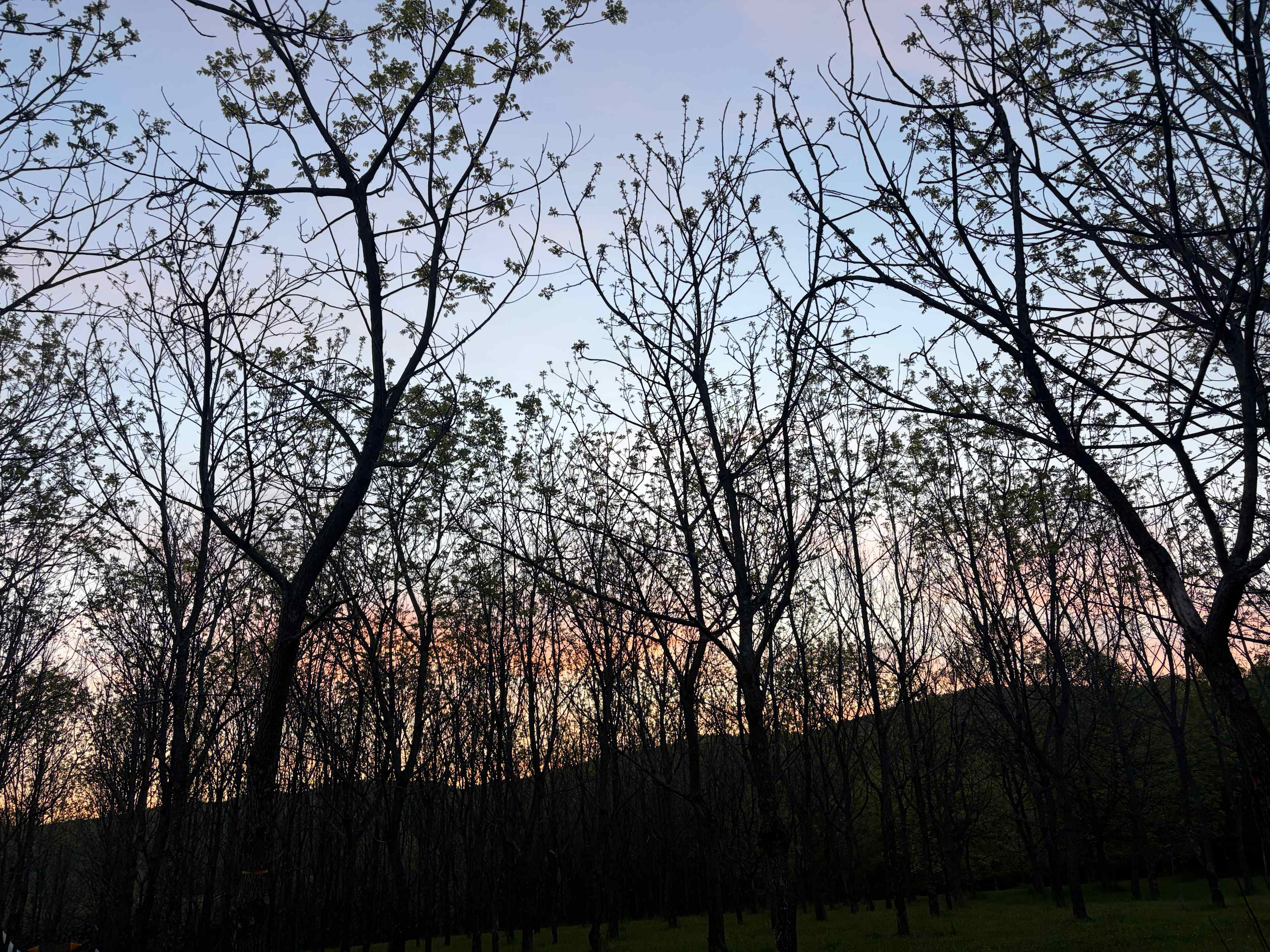 Sunset looking the orchard.