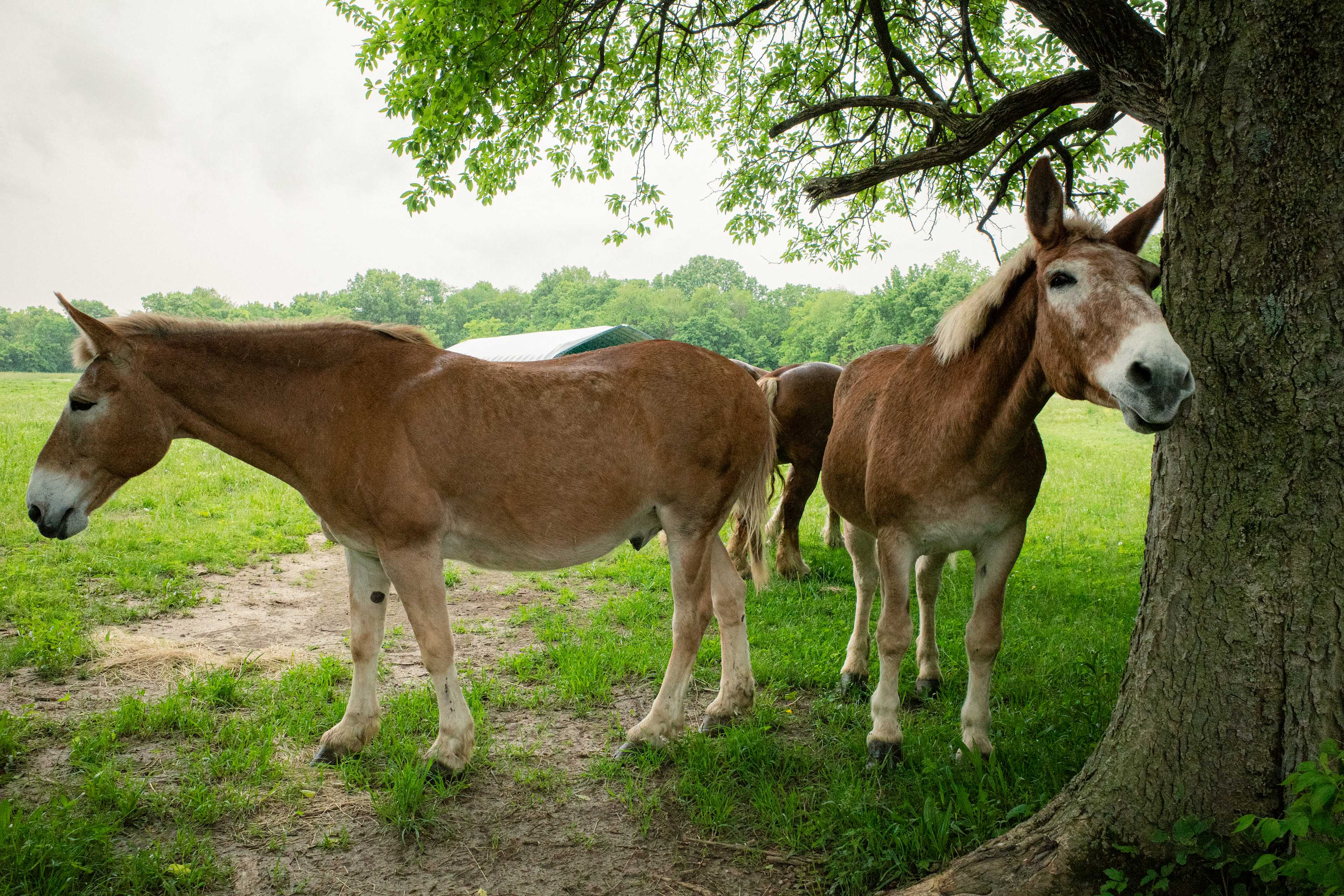 Bear Creek Farm and Ranch