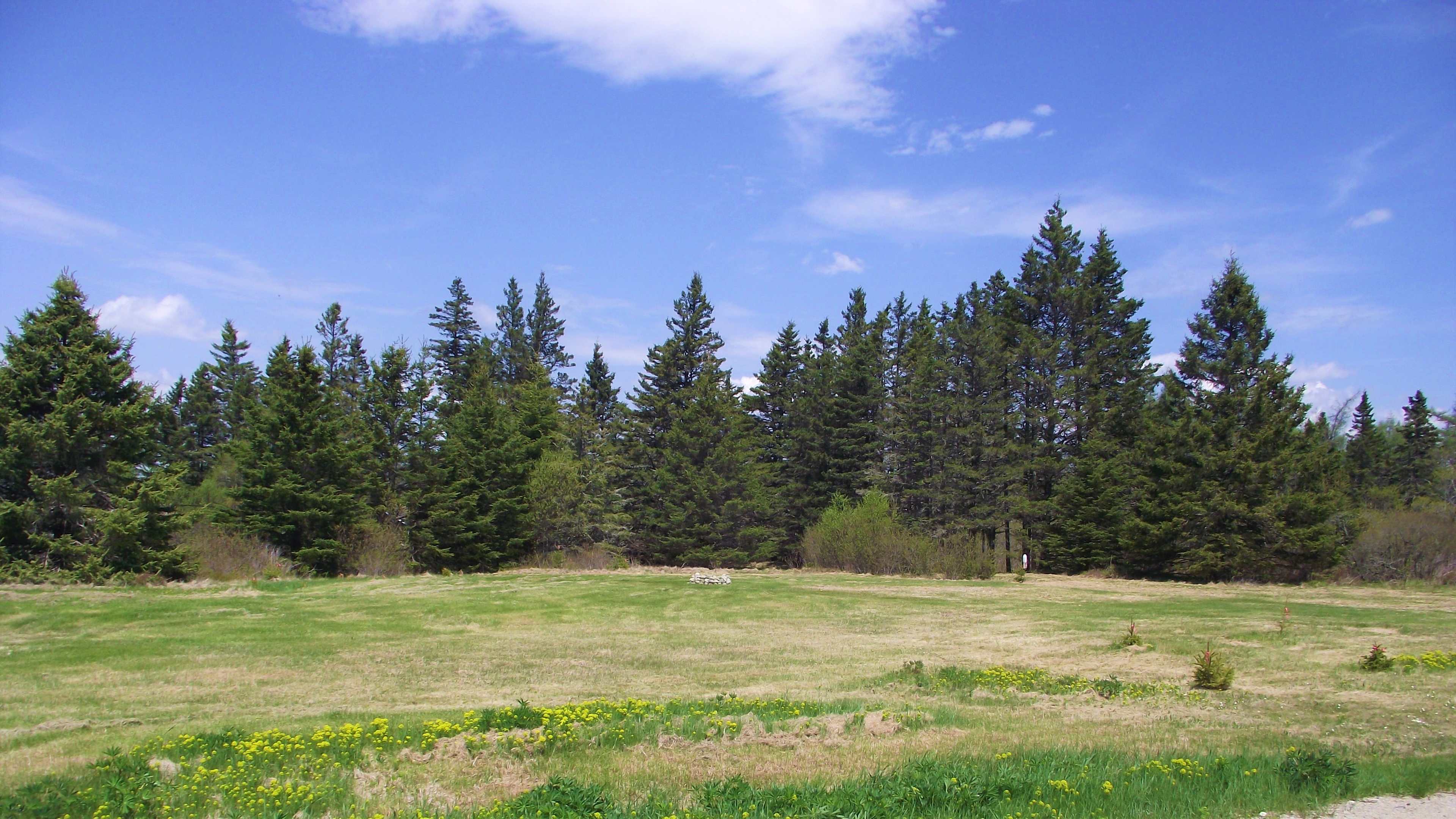 Picture of the site