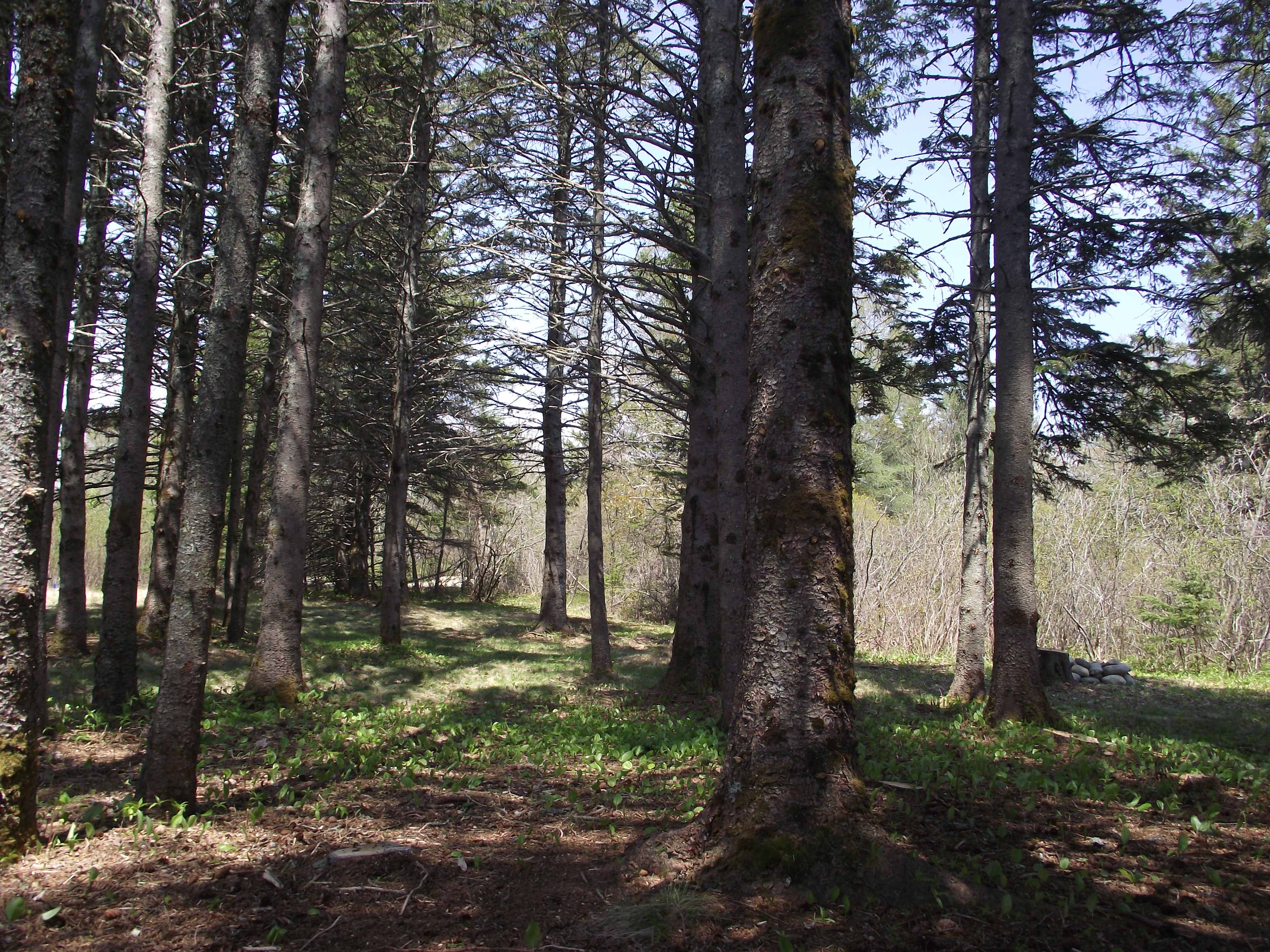 Picture of the site