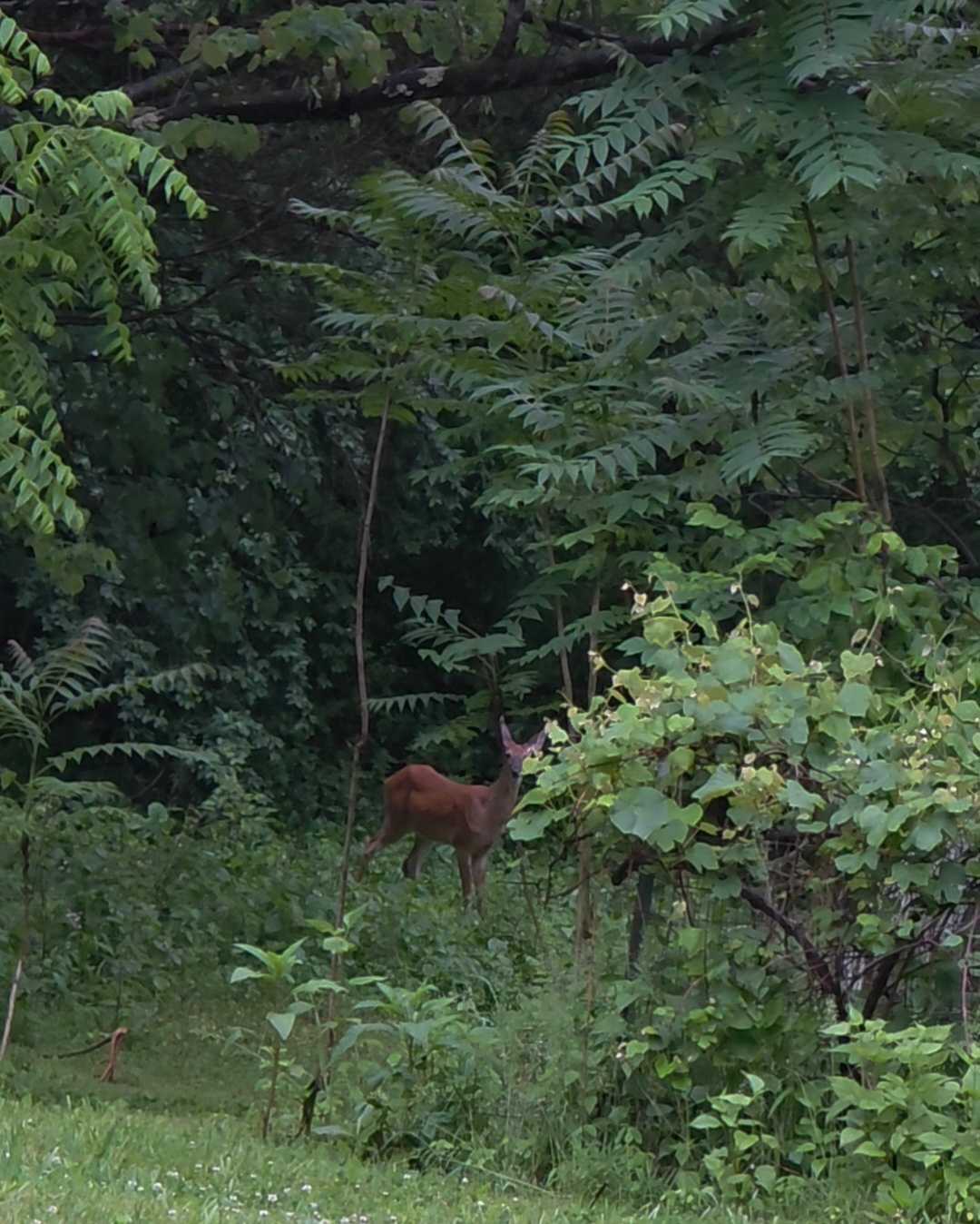 Early morning visitor.
