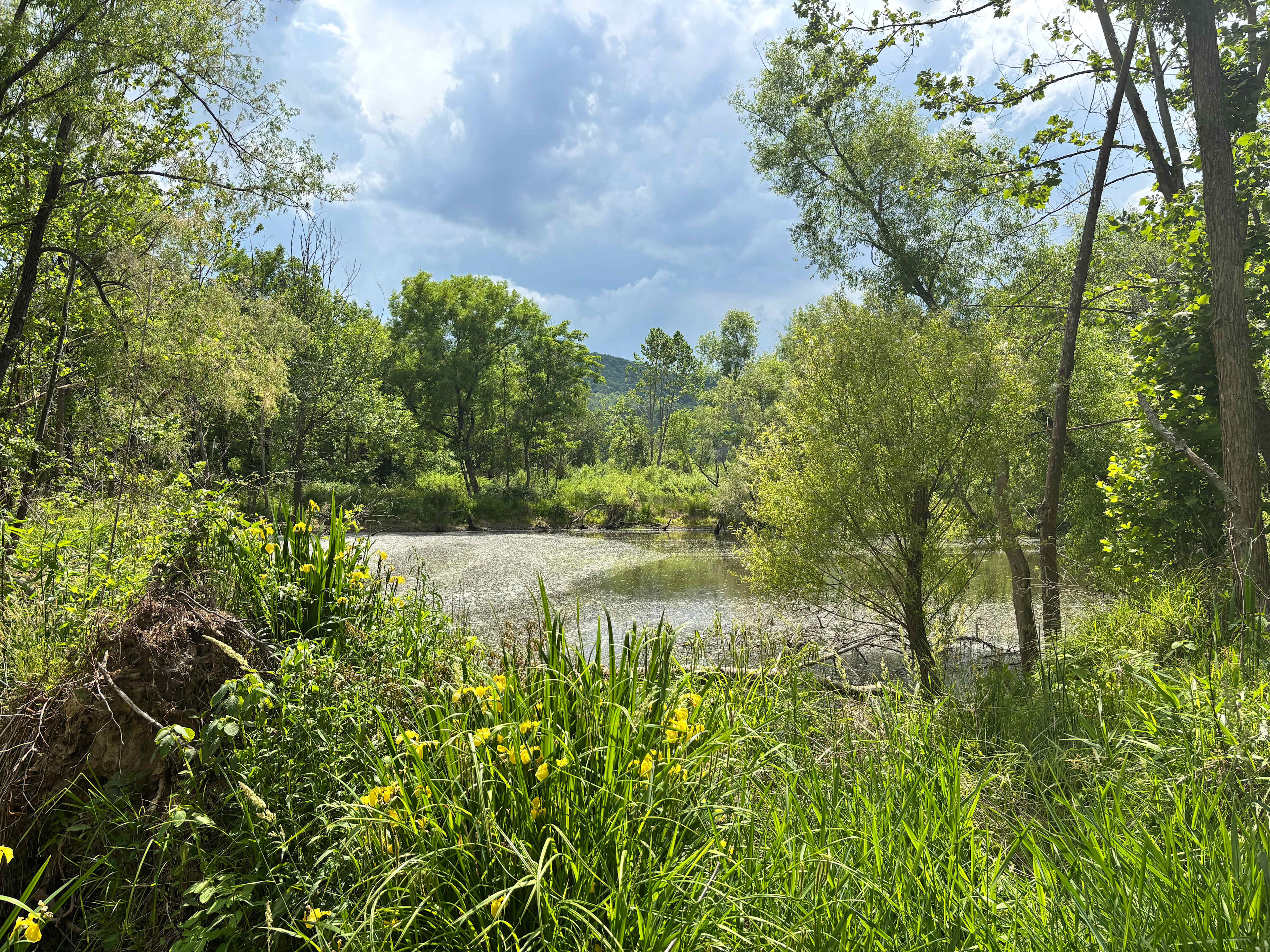 Picture of the site