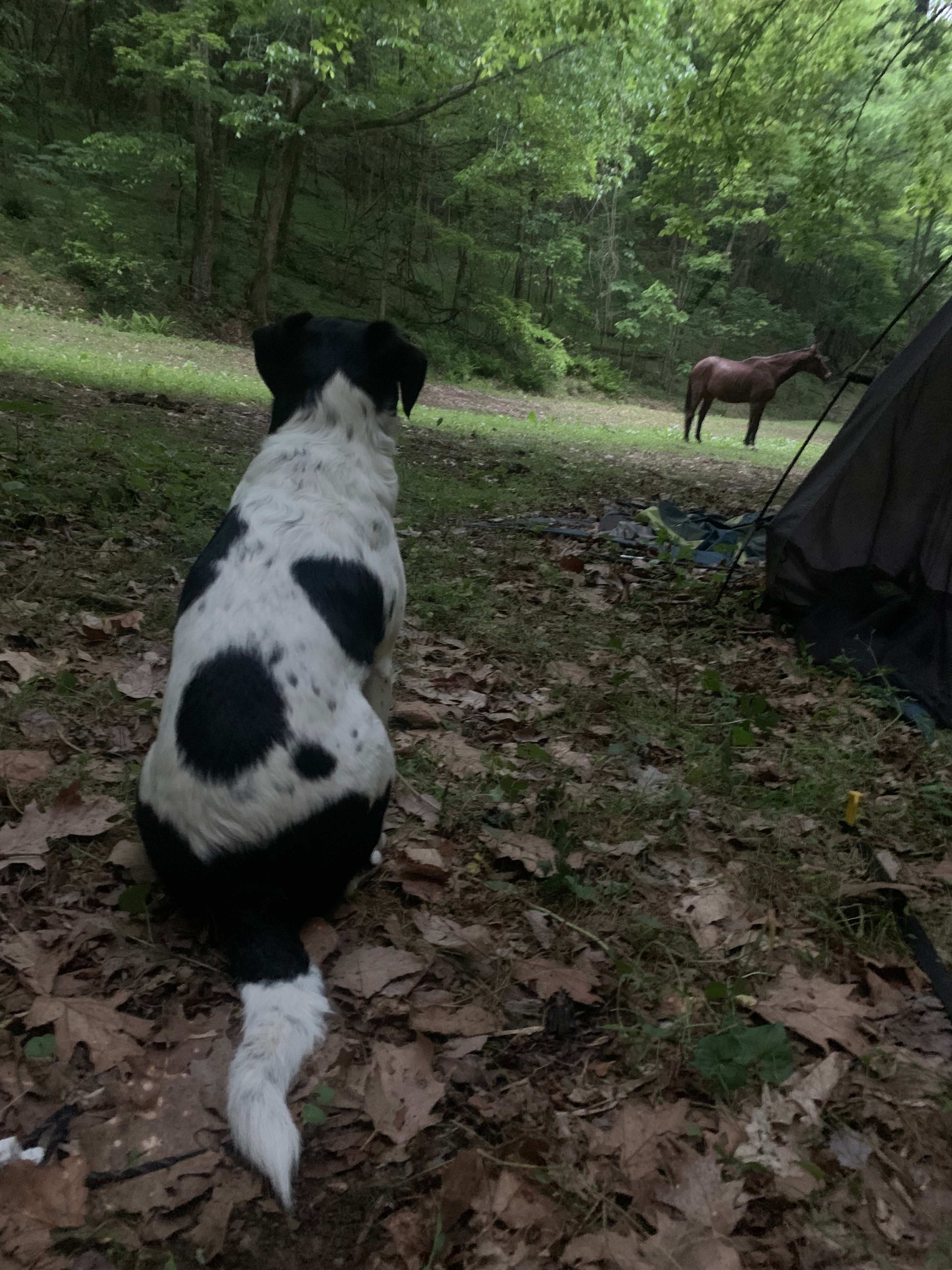 Big Foot Holler Camping