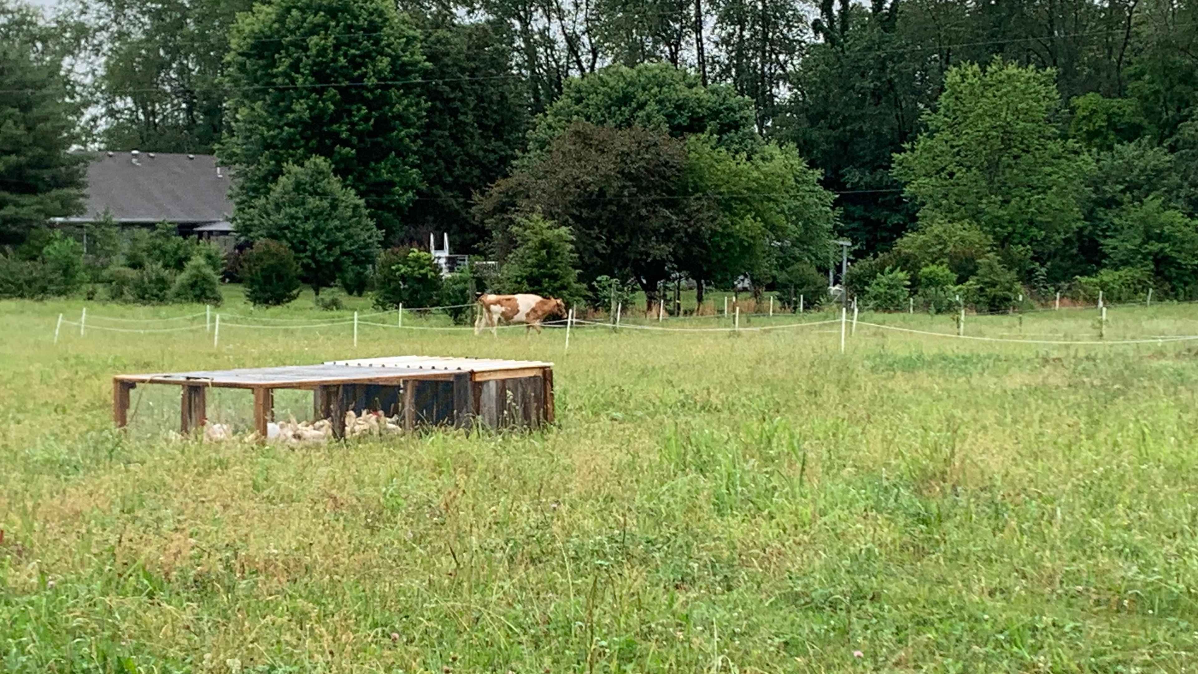 Riney Farm