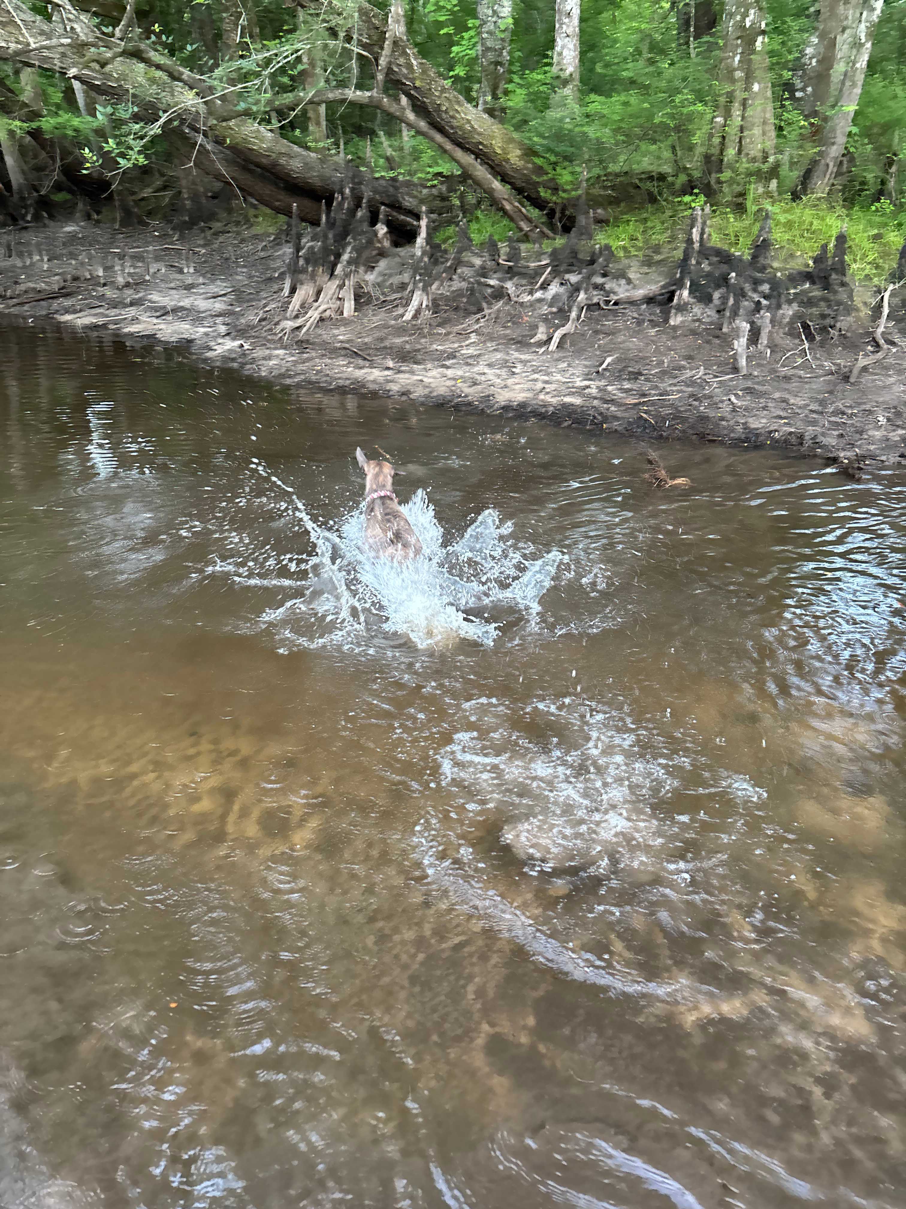 Black Pearl Farms