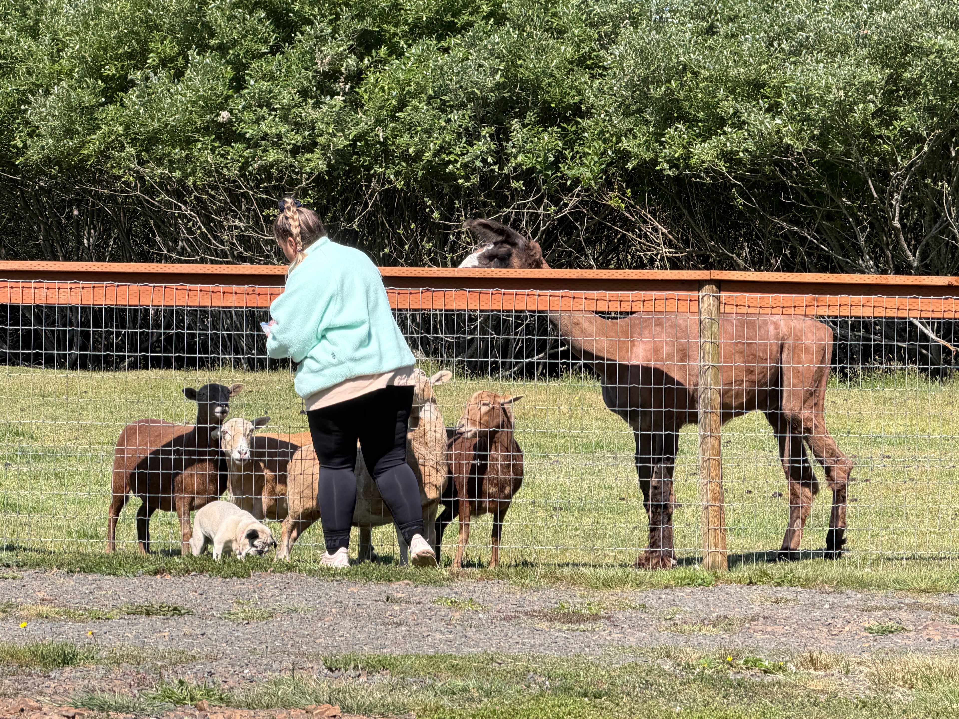 Feeding the animals