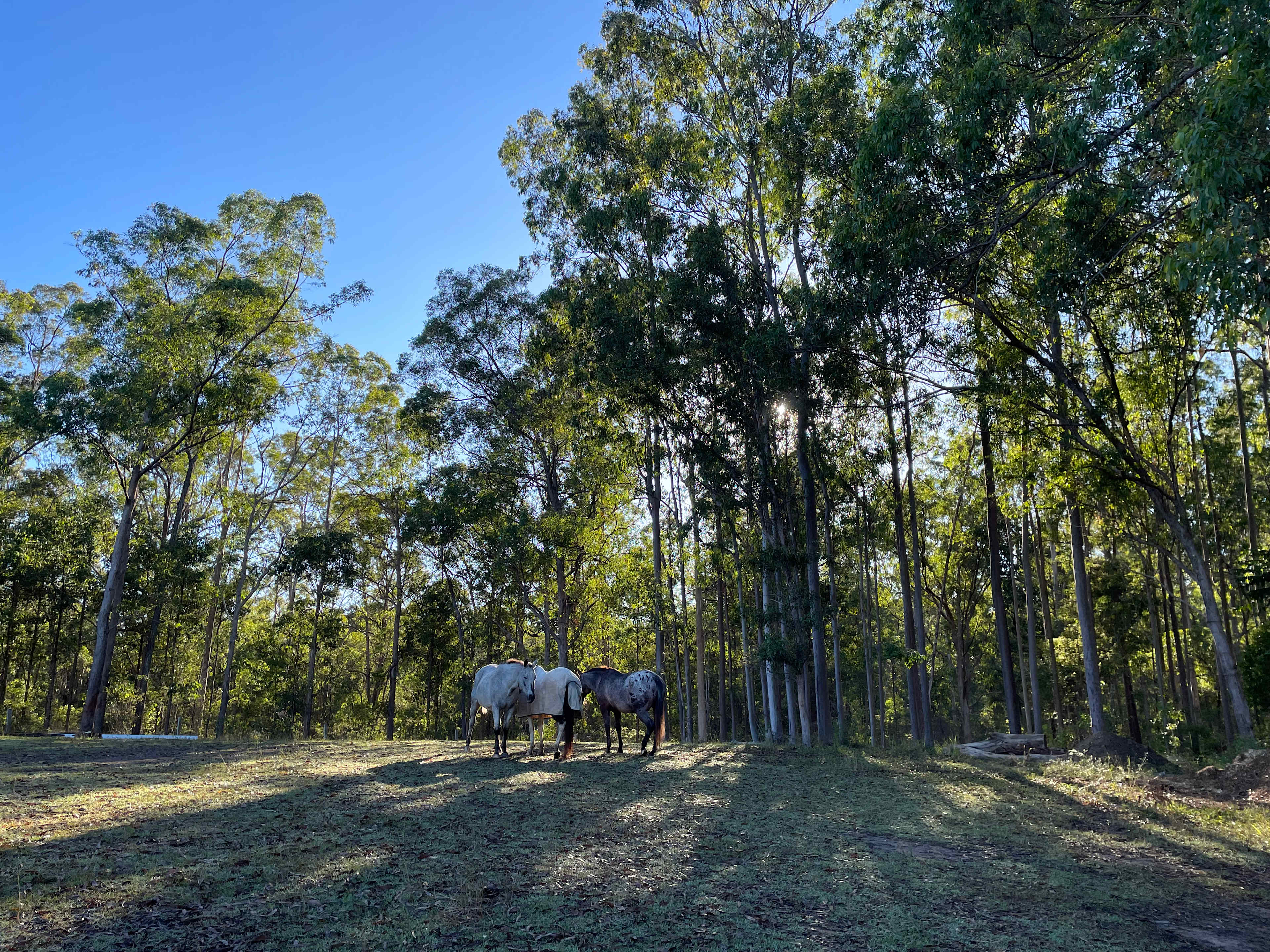 Mornings with the horses.