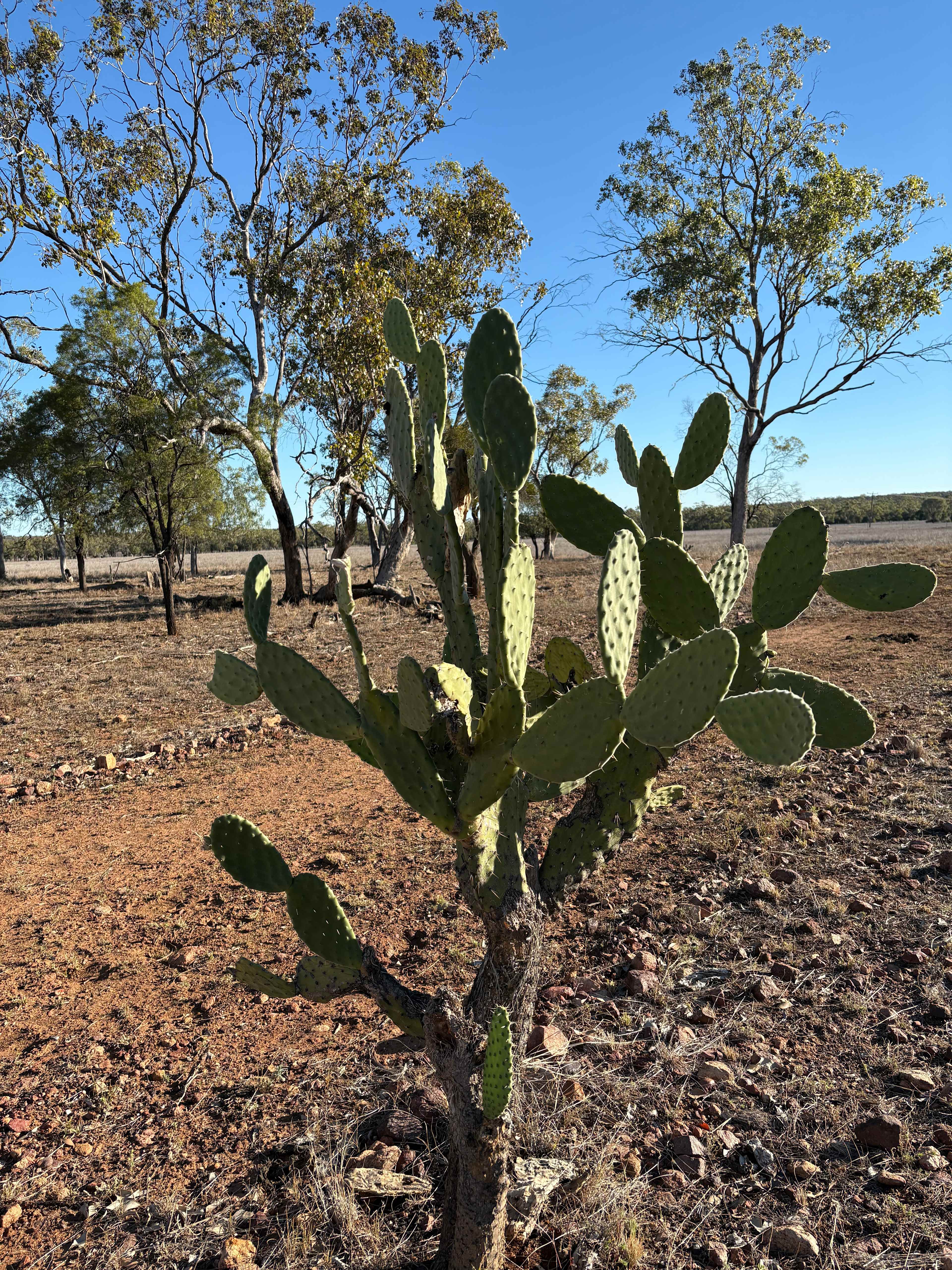 Gidgee's Bush Camp & Farm Stay