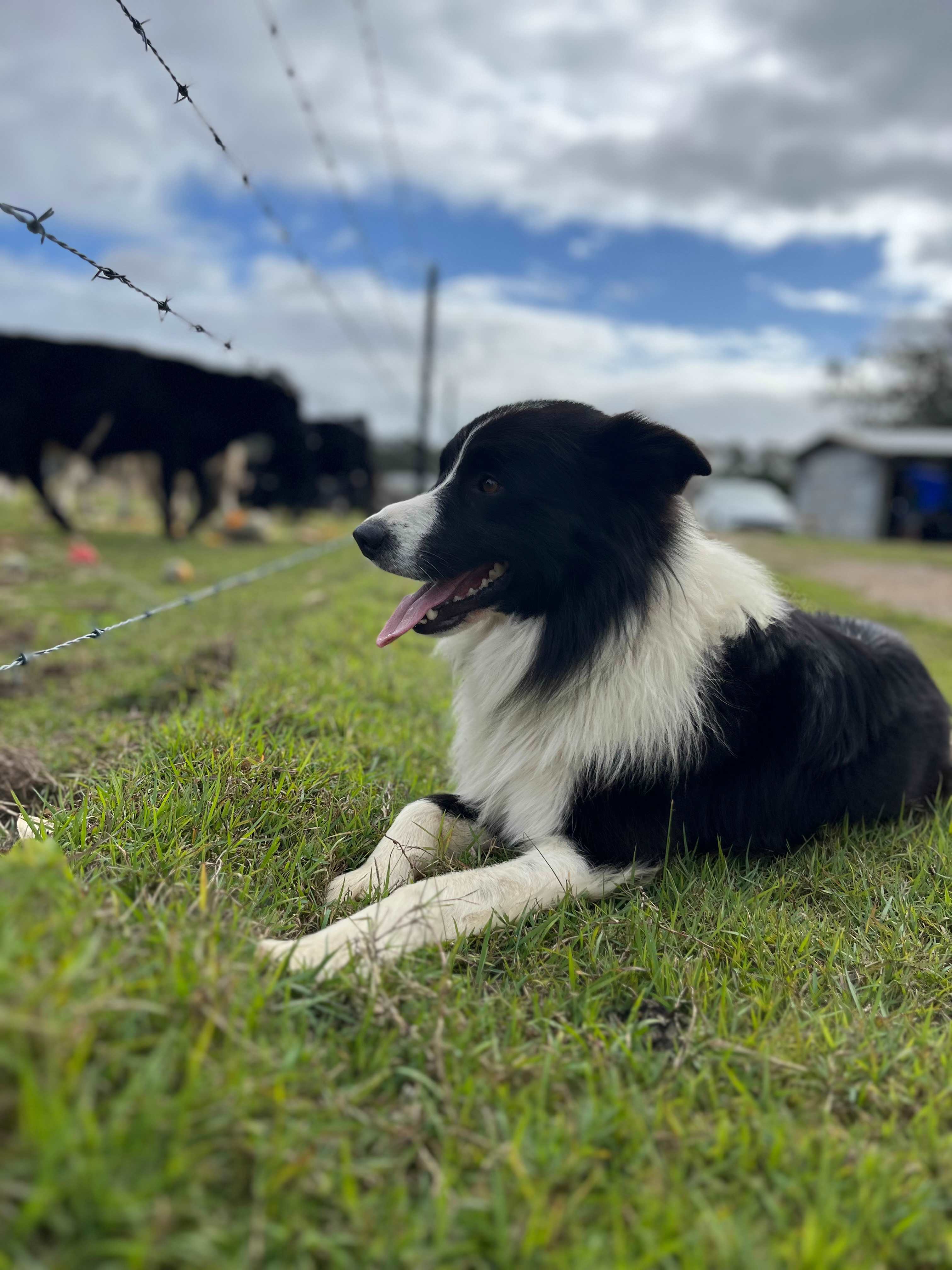 Jack the resident K9